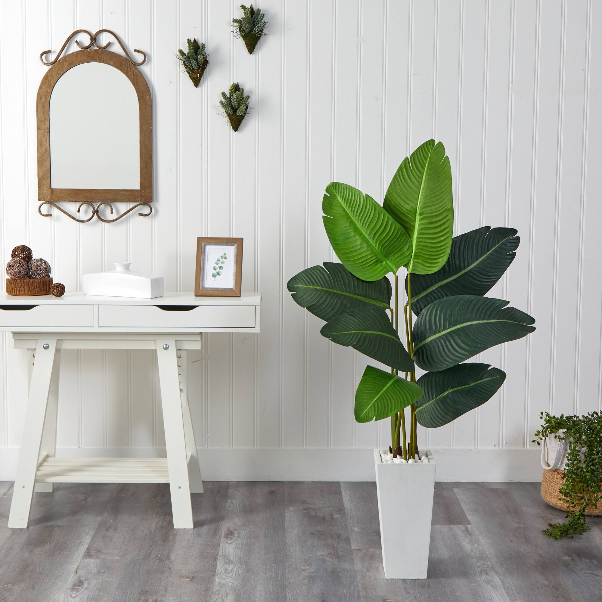 4.5ft. Travelers Palm Tree in White Planter