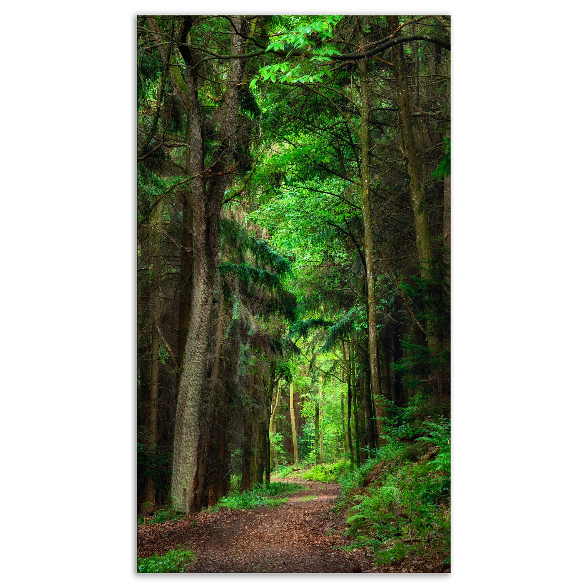 Designart - Dreamy Greenery in Dense Forest - Forest Canvas Art Print