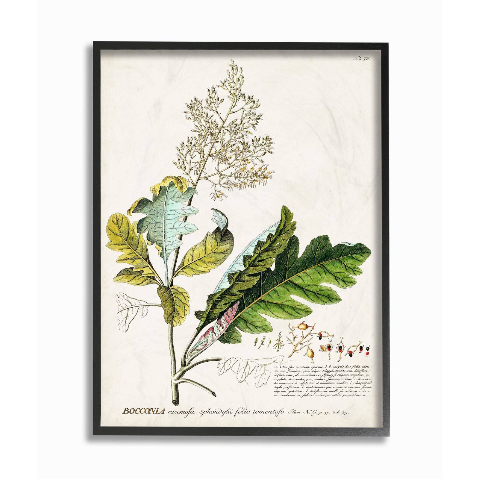 Stupell Industries Vintage Botanical Plant Illustration Framed Wall Art
