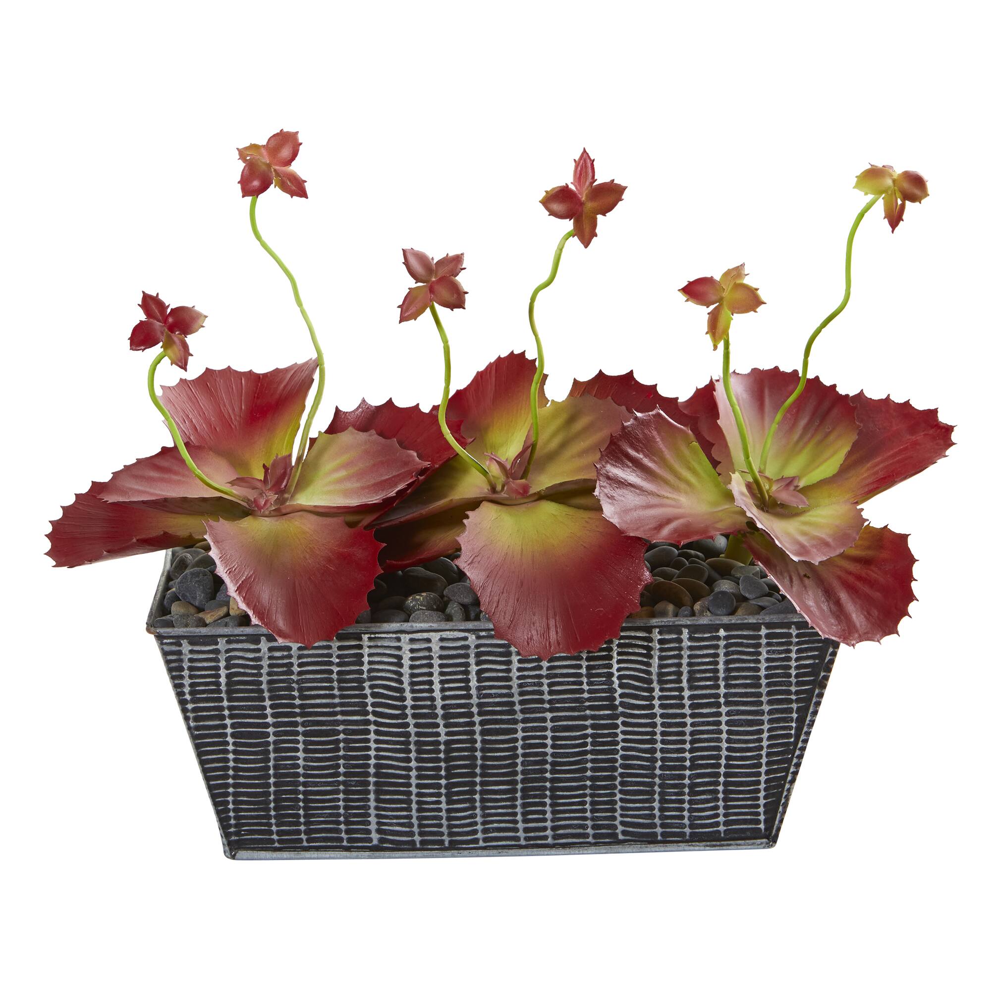 10&#x22; Succulent Plant in Embossed Tin Planter