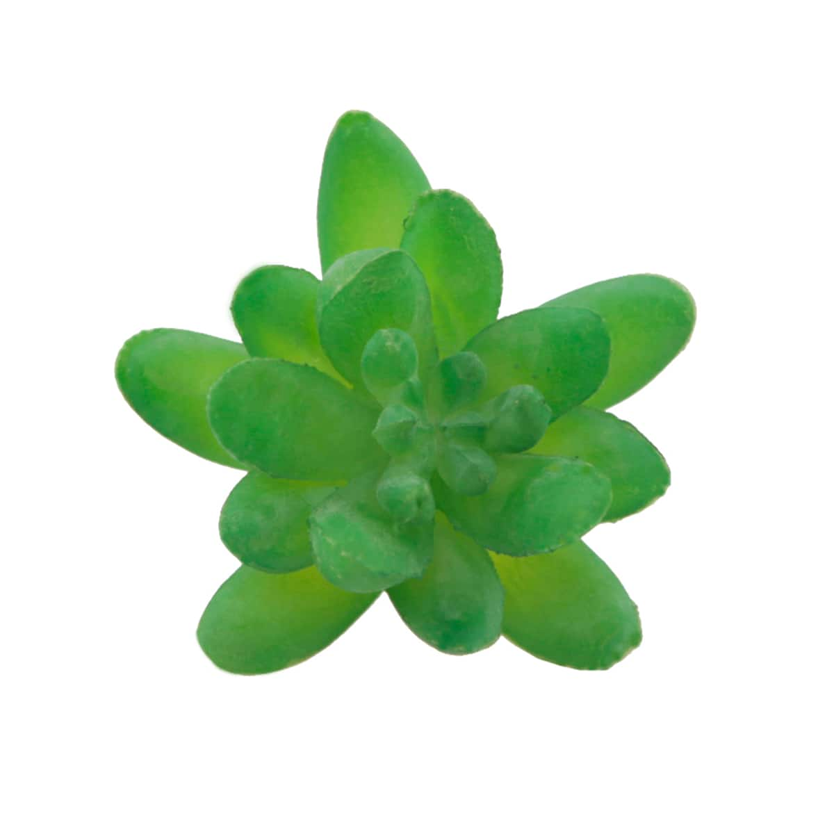 Flora Bunda&#xAE; Green Small Little Gem Succulent Pick, 12ct.