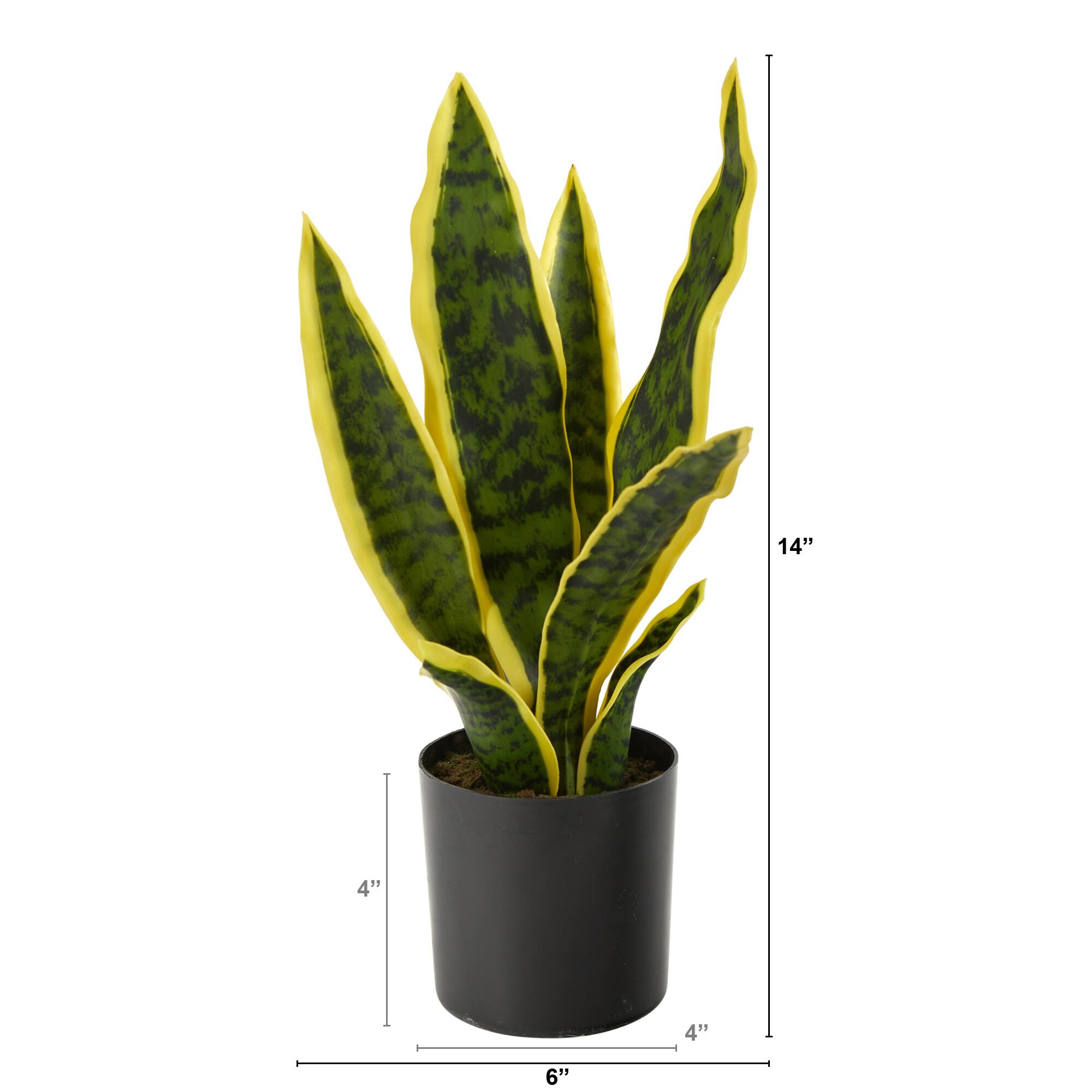 14" Potted Variegated Snake Plant