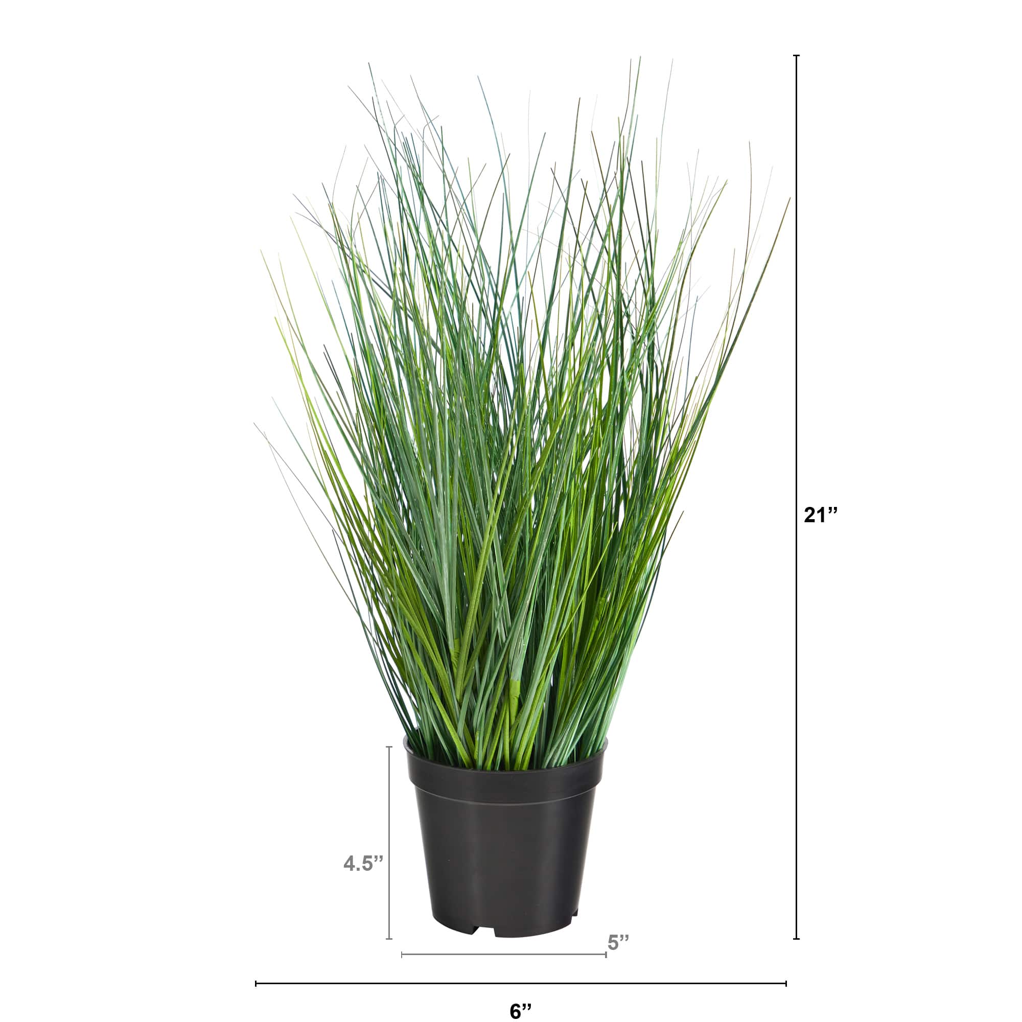 21" Potted Onion Grass Plant