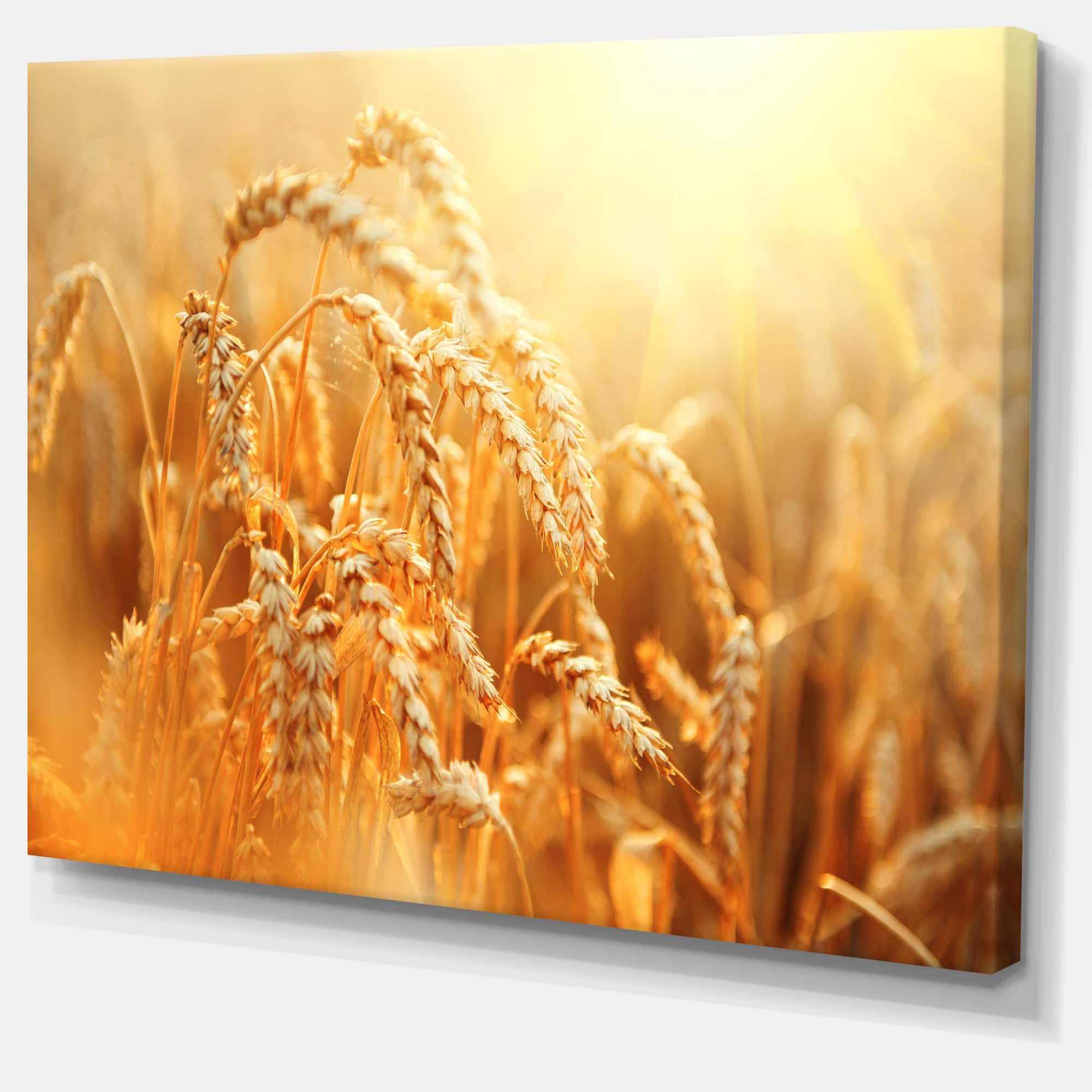 Designart - Ears of Golden Wheat Close up - Large Landscape Canvas Art