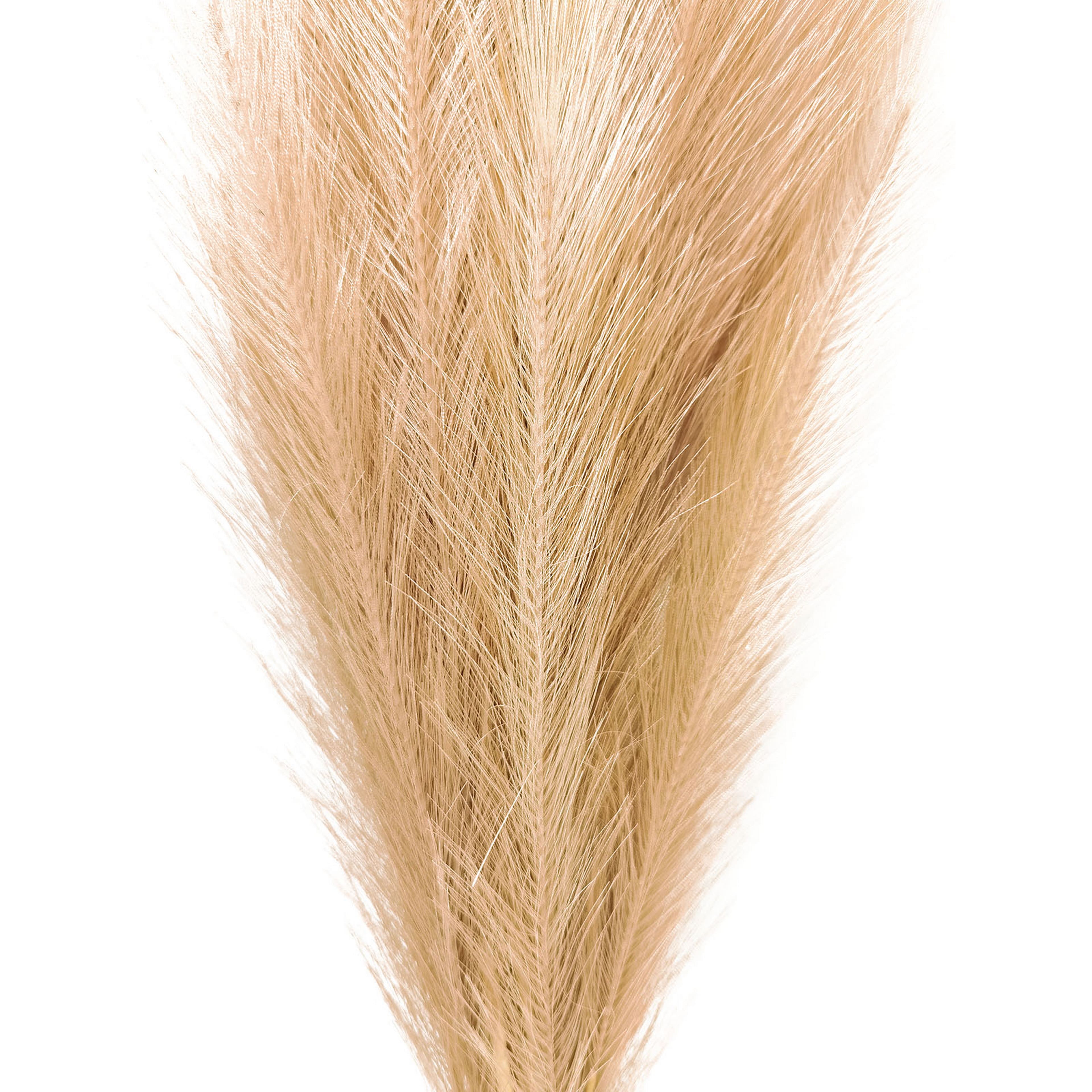 8 Pack: Wispy Pampas Grass Stem by Ashland®
