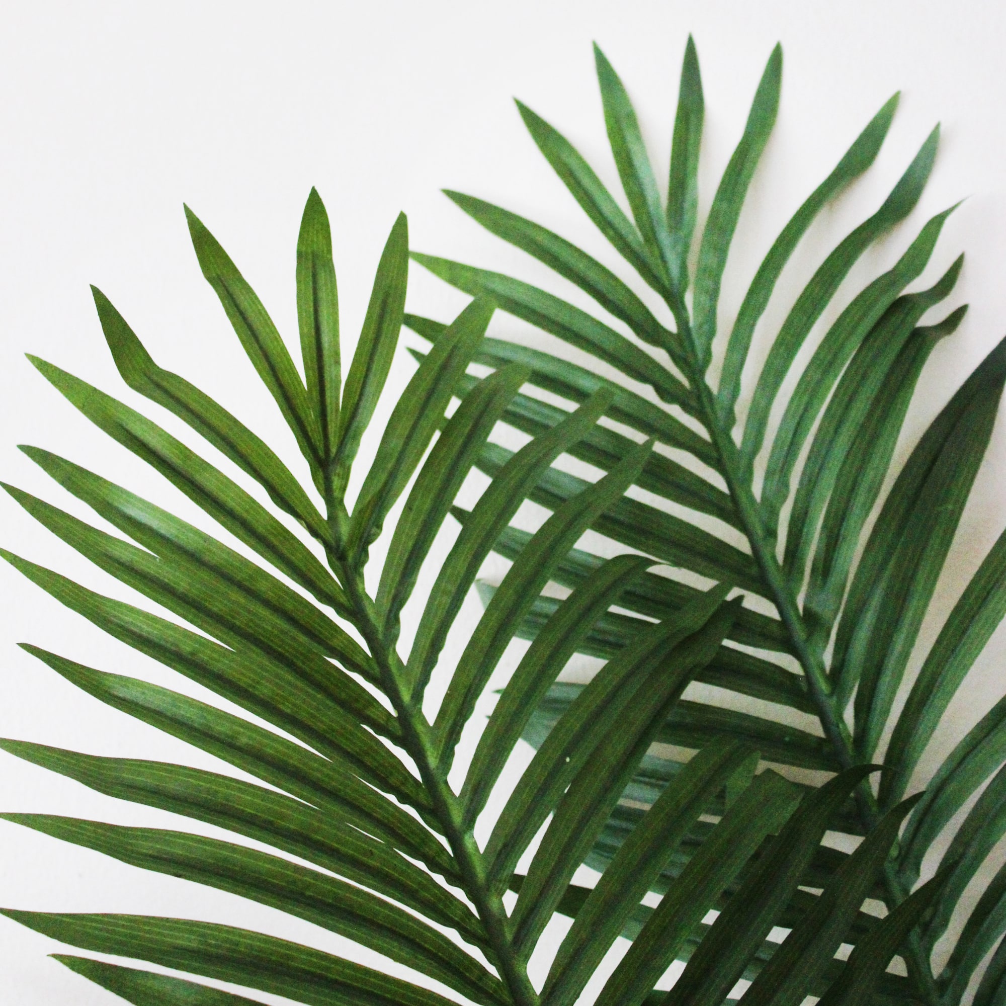 5ft. Potted Paradise Palm