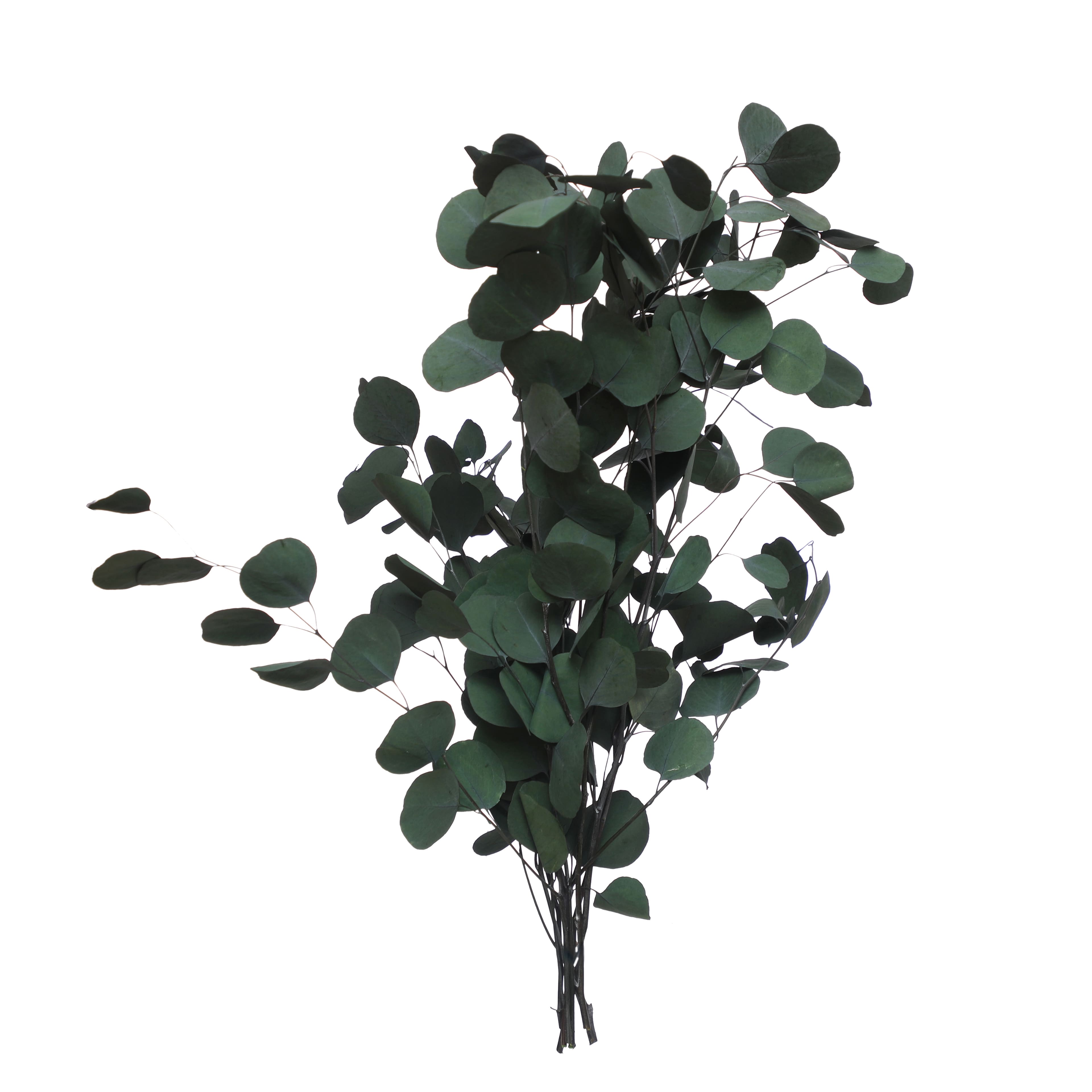 24&#x22; Dark Green Silver Dollar Eucalyptus by Ashland&#xAE;