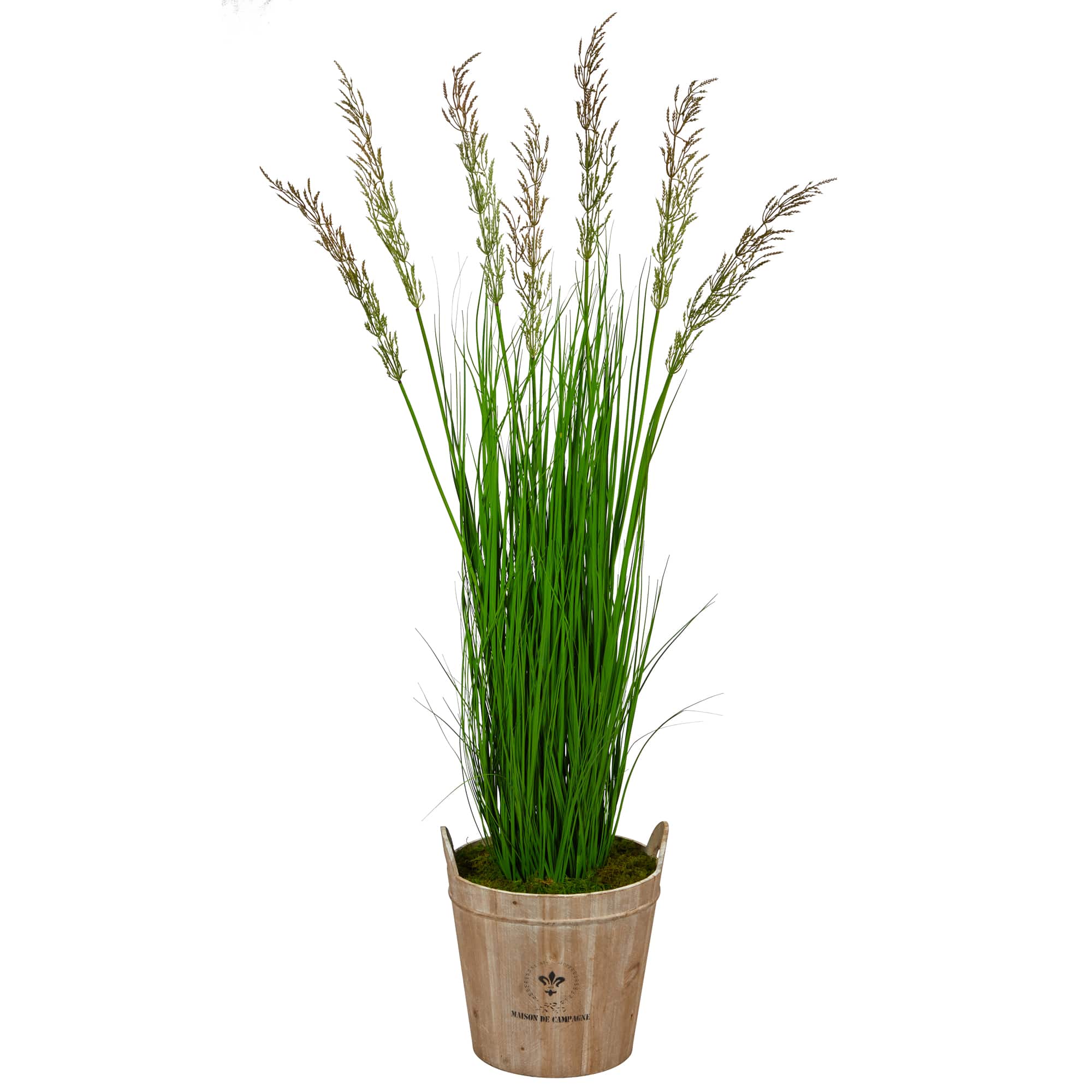 5.3ft. Wheat Grass Plant in Farmhouse Planter
