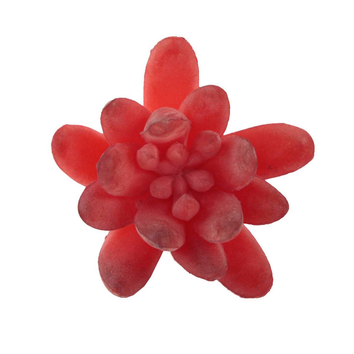 Flora Bunda&#xAE; Red Small Little Gem Succulent Pick, 12ct.