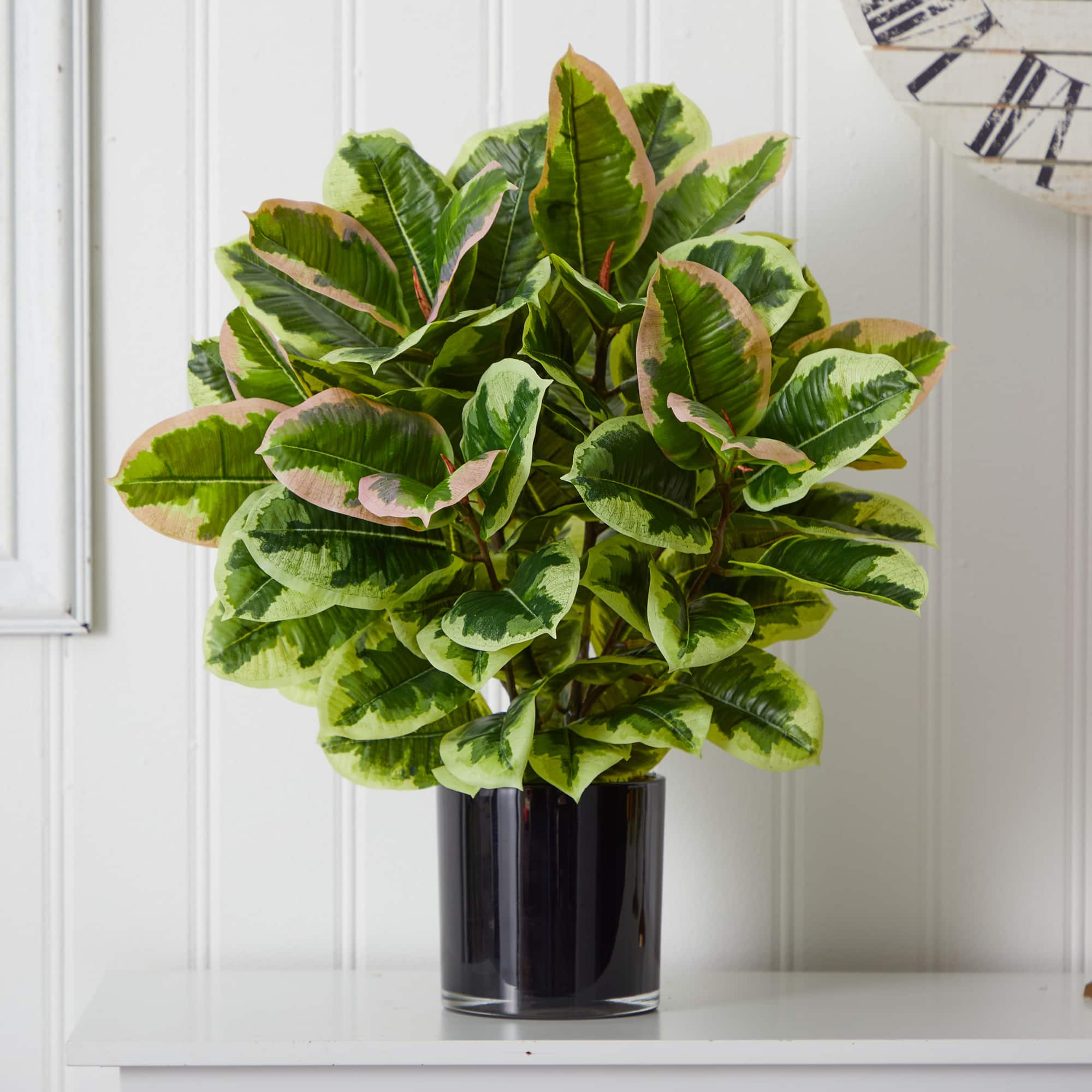 2ft. Rubber Plant in Glossy Cylinder