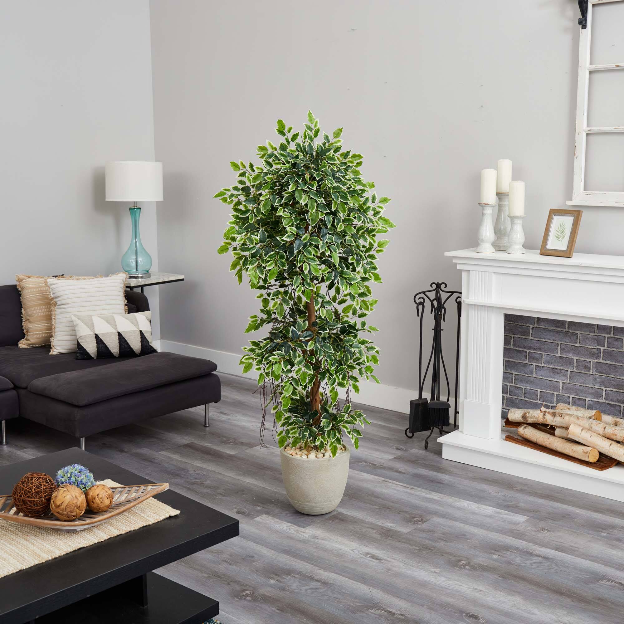 5ft. Ficus Tree in Sandstone Planter