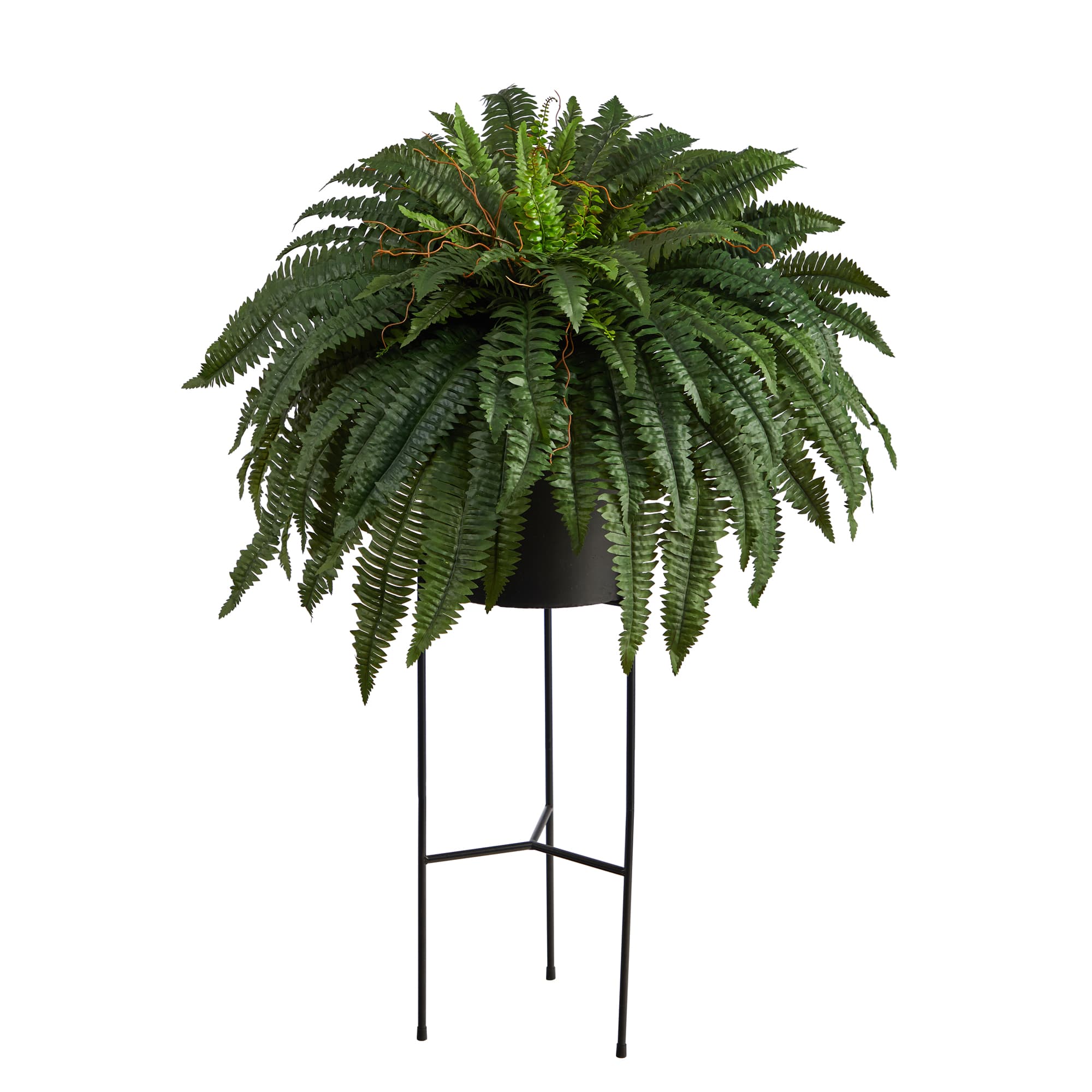 51" Boston Fern Plant in Black Planter with Stand