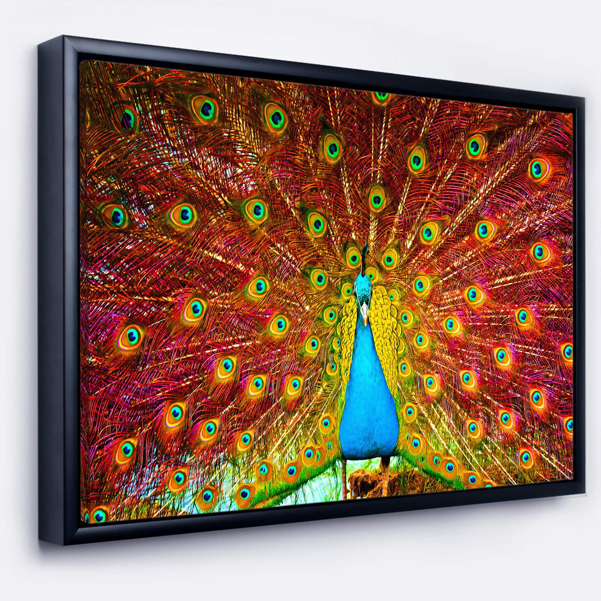 Designart - Peacock Dancing - Animal Photography Framed Canvas Art