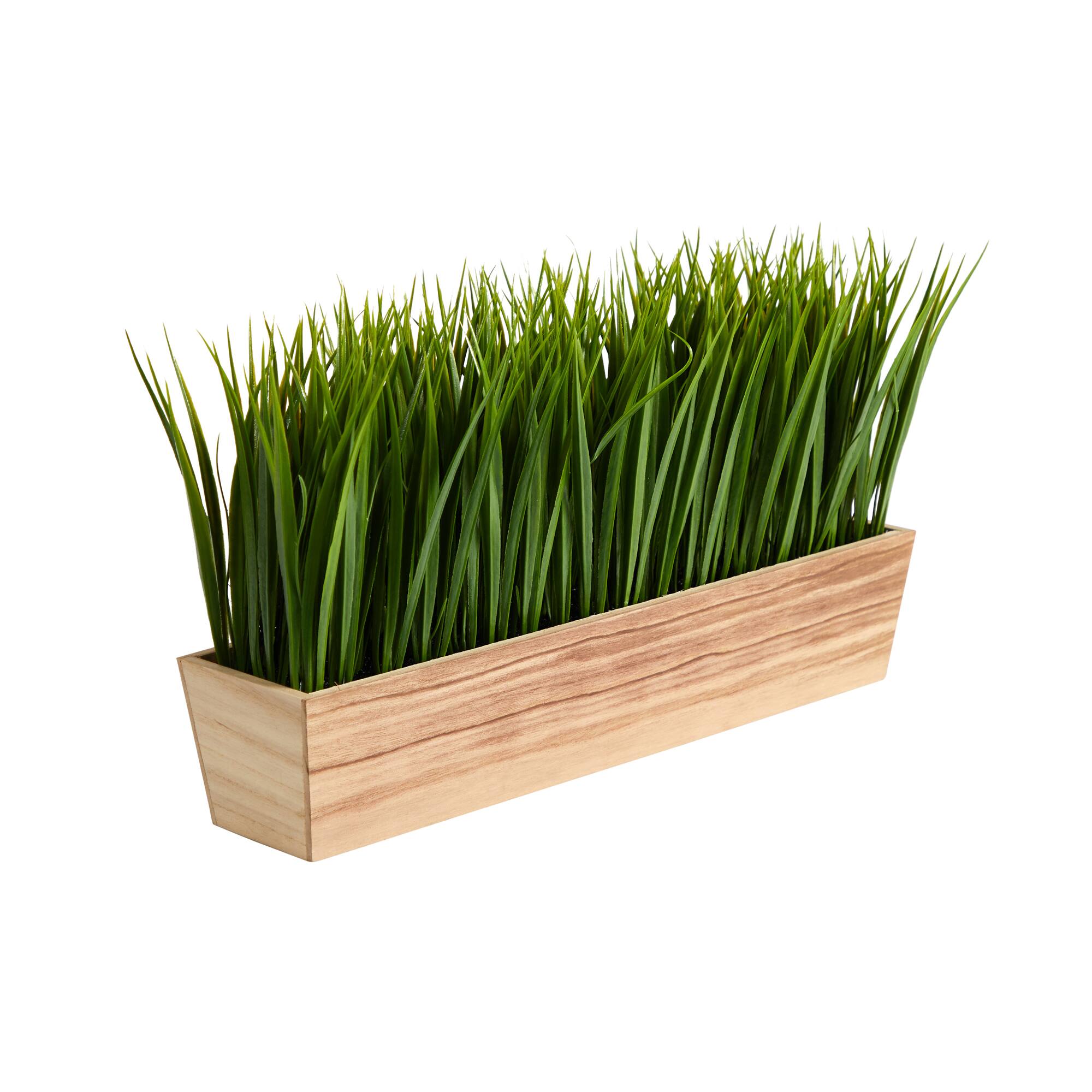 10&#x22; Vanilla Grass Plant in Decorative Planter