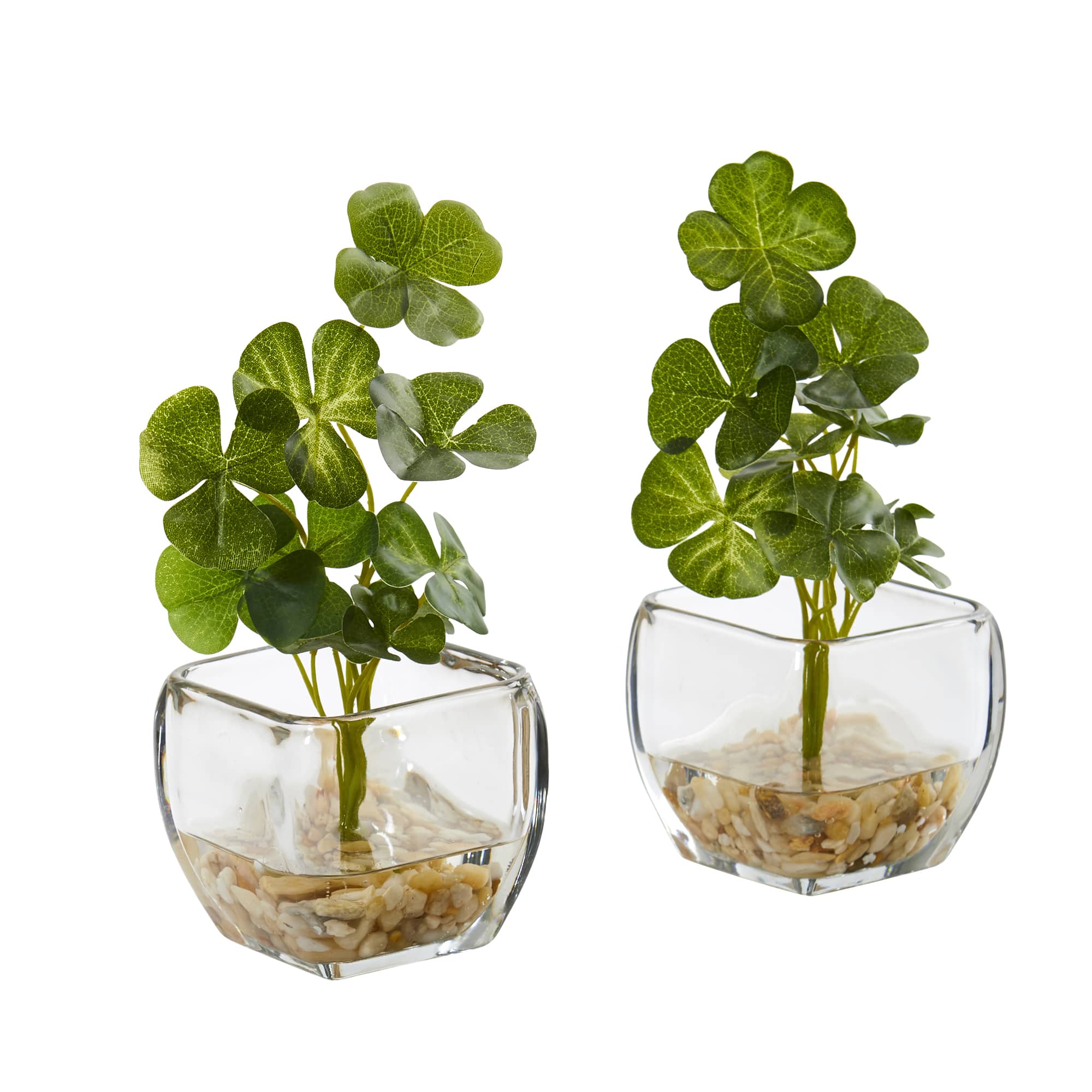 9&#x22; Clover Plant in Glass Planter, 2ct.