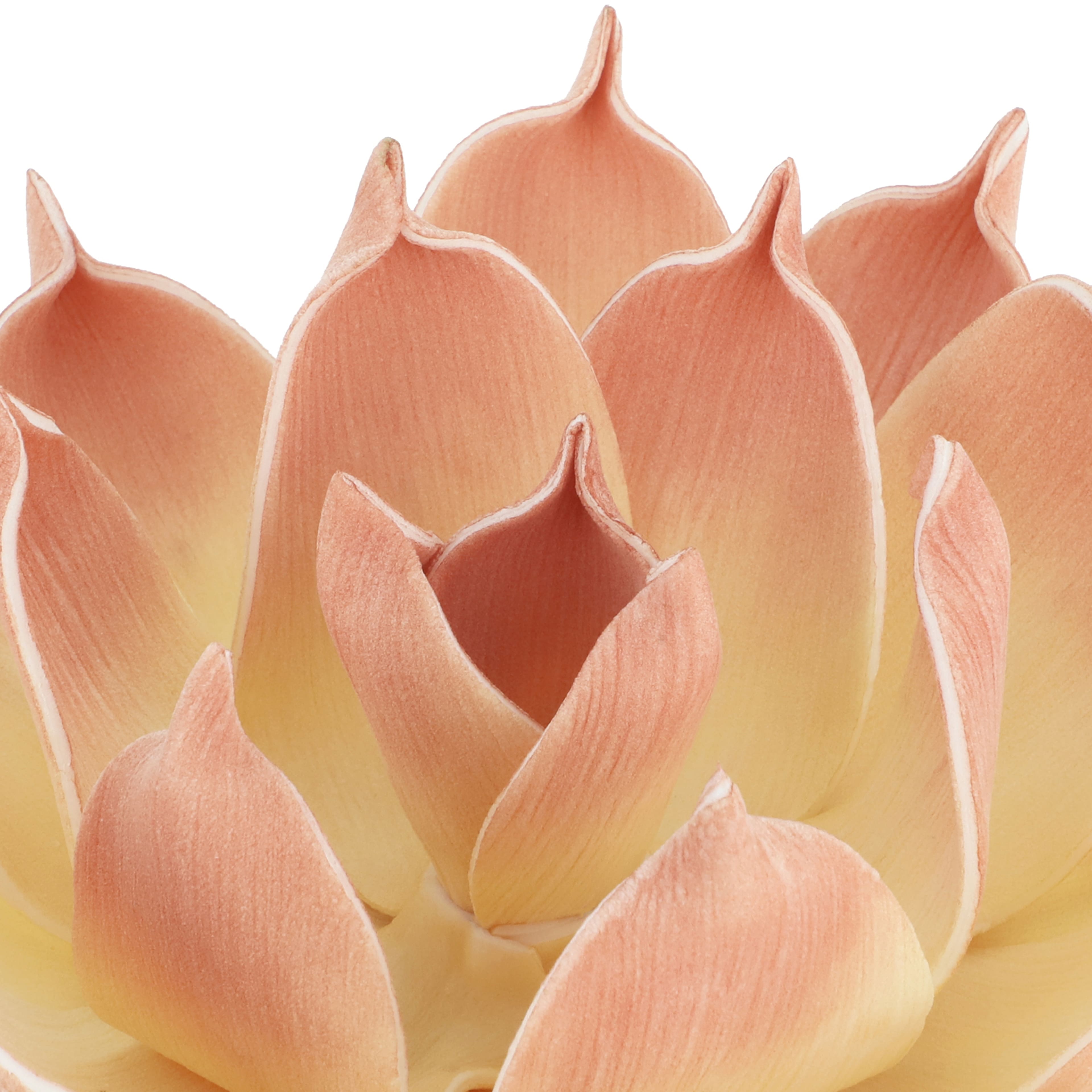 7&#x22; Peach Decorative Succulent by Ashland&#xAE;