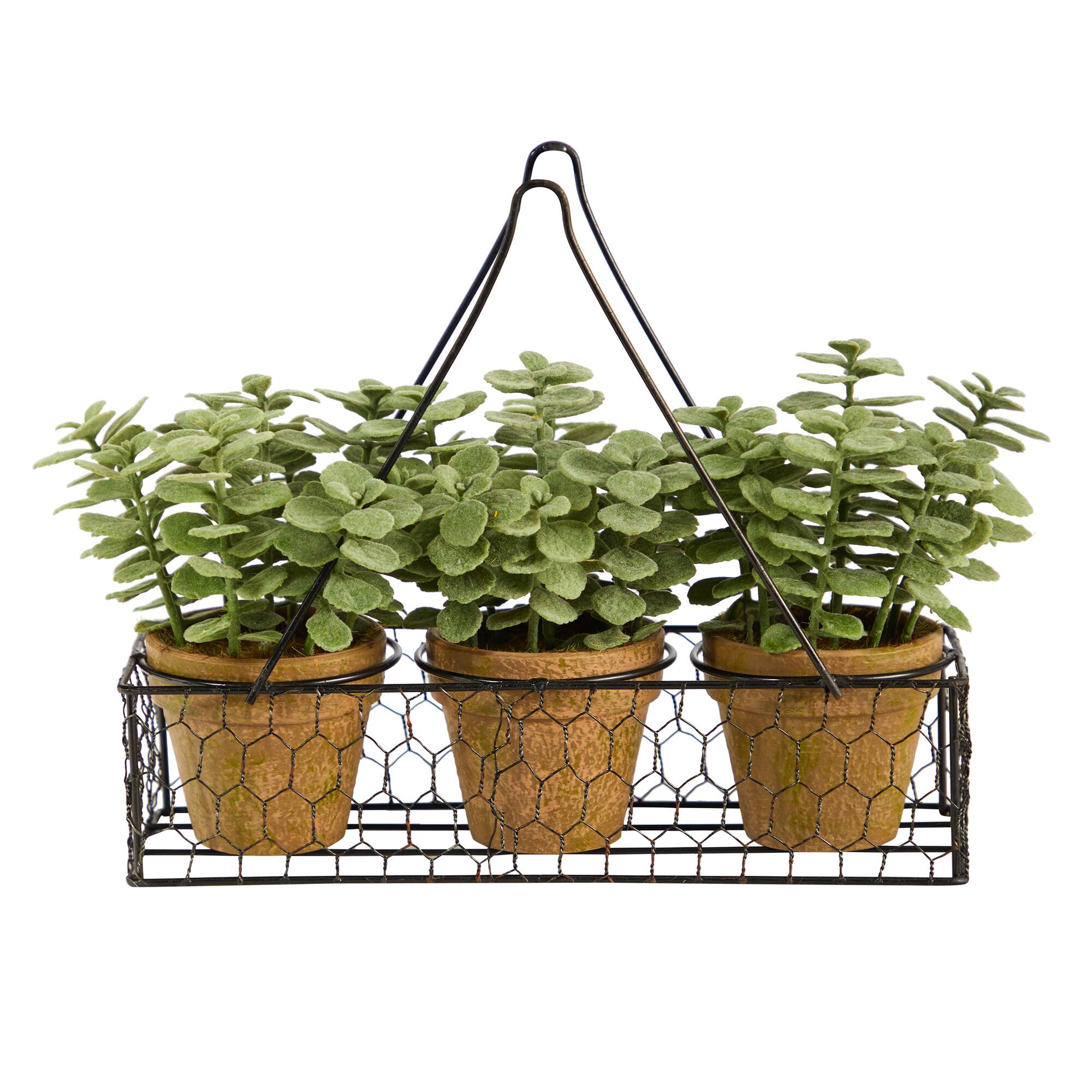 7" Potted Jade Garden Plants in Hanging Wire Planter