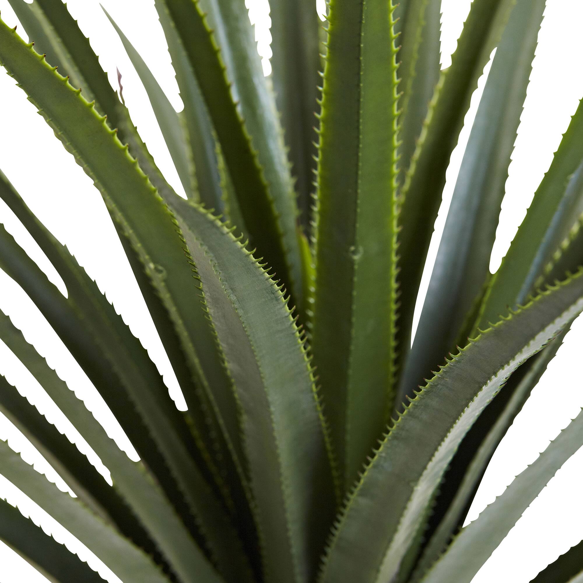 4ft. Potted Spiked Agave Plant