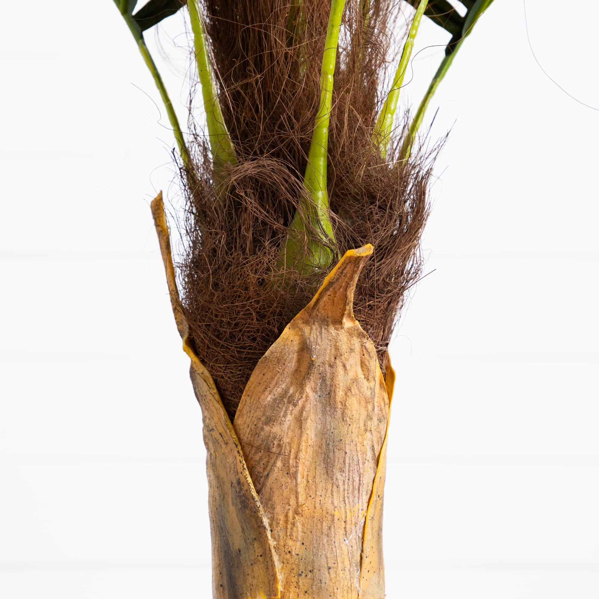 5ft. Potted Coconut Palm Tree