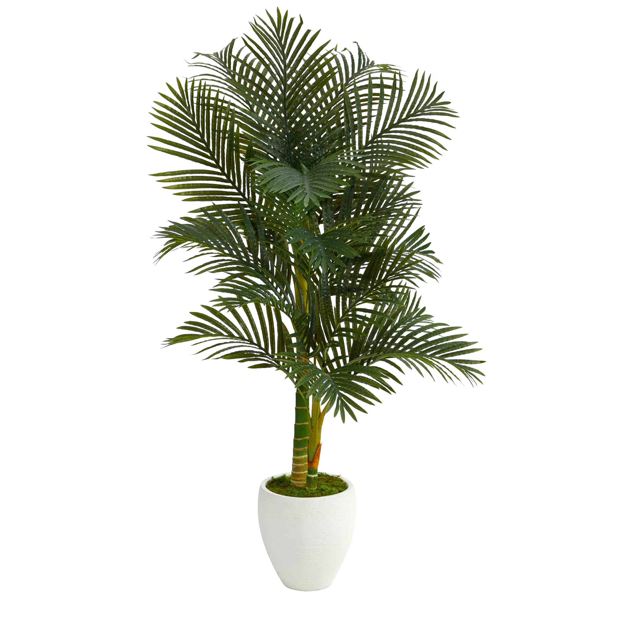 5ft. Paradise Palm Tree in White Planter | Michaels