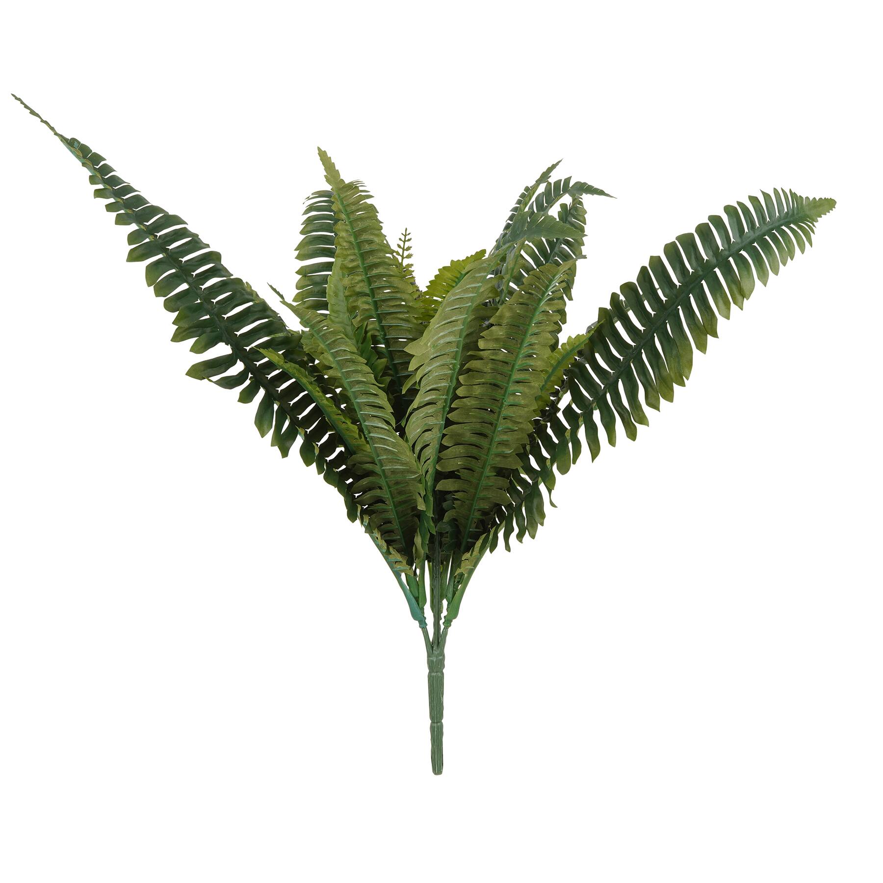 Boston Fern Bush Fern Collection by Ashland®