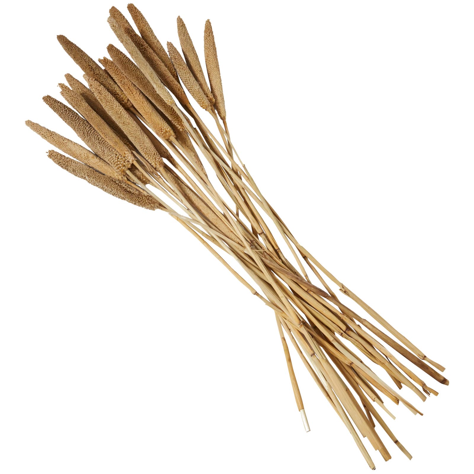 Dried Plant Bunny Tail Natural Foliage with Long Stems
