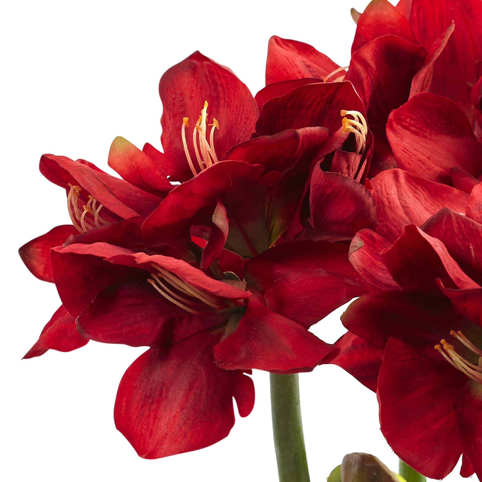 26" Red Amaryllis Arrangement in Ceramic Planter