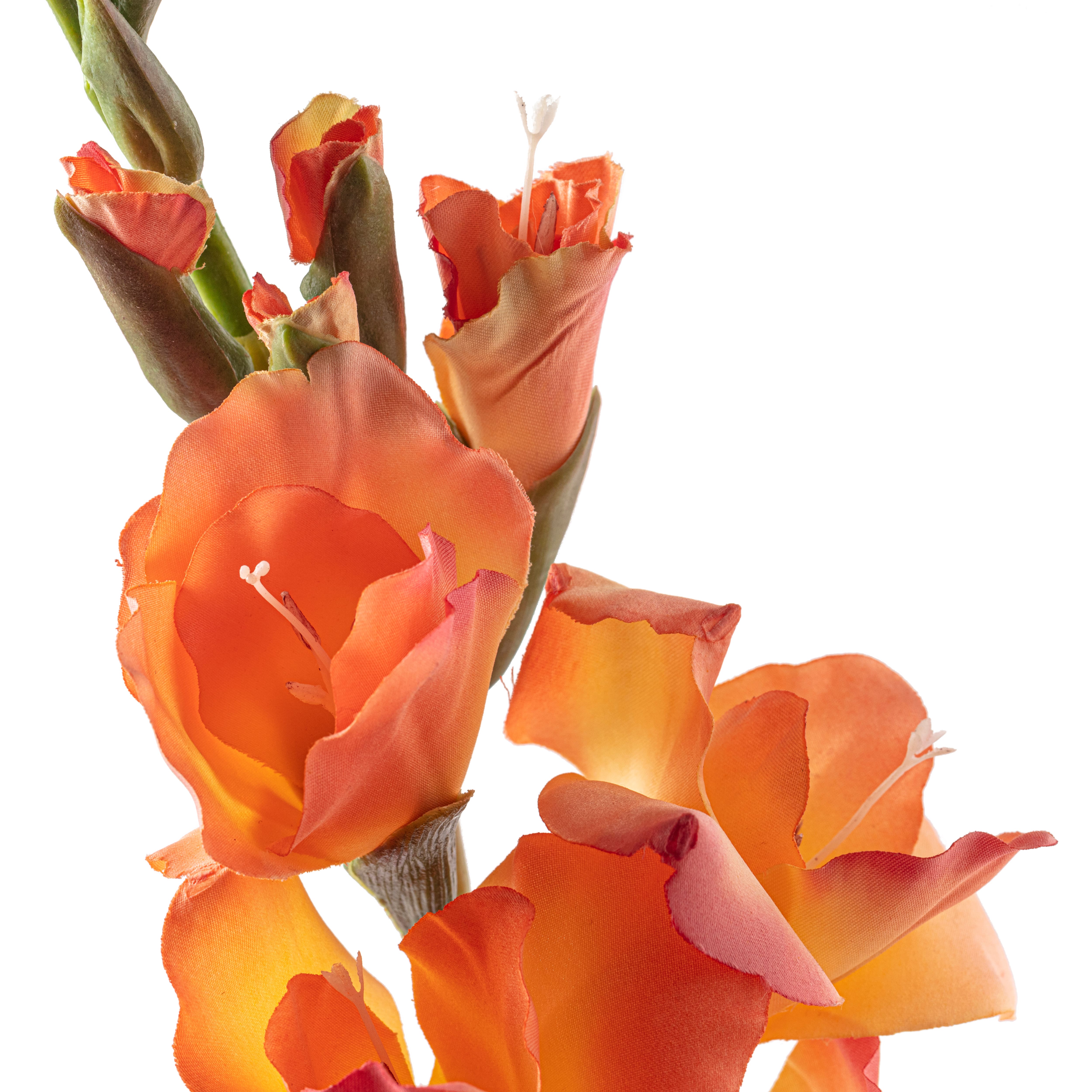 Gladiolus Stem by Ashland®