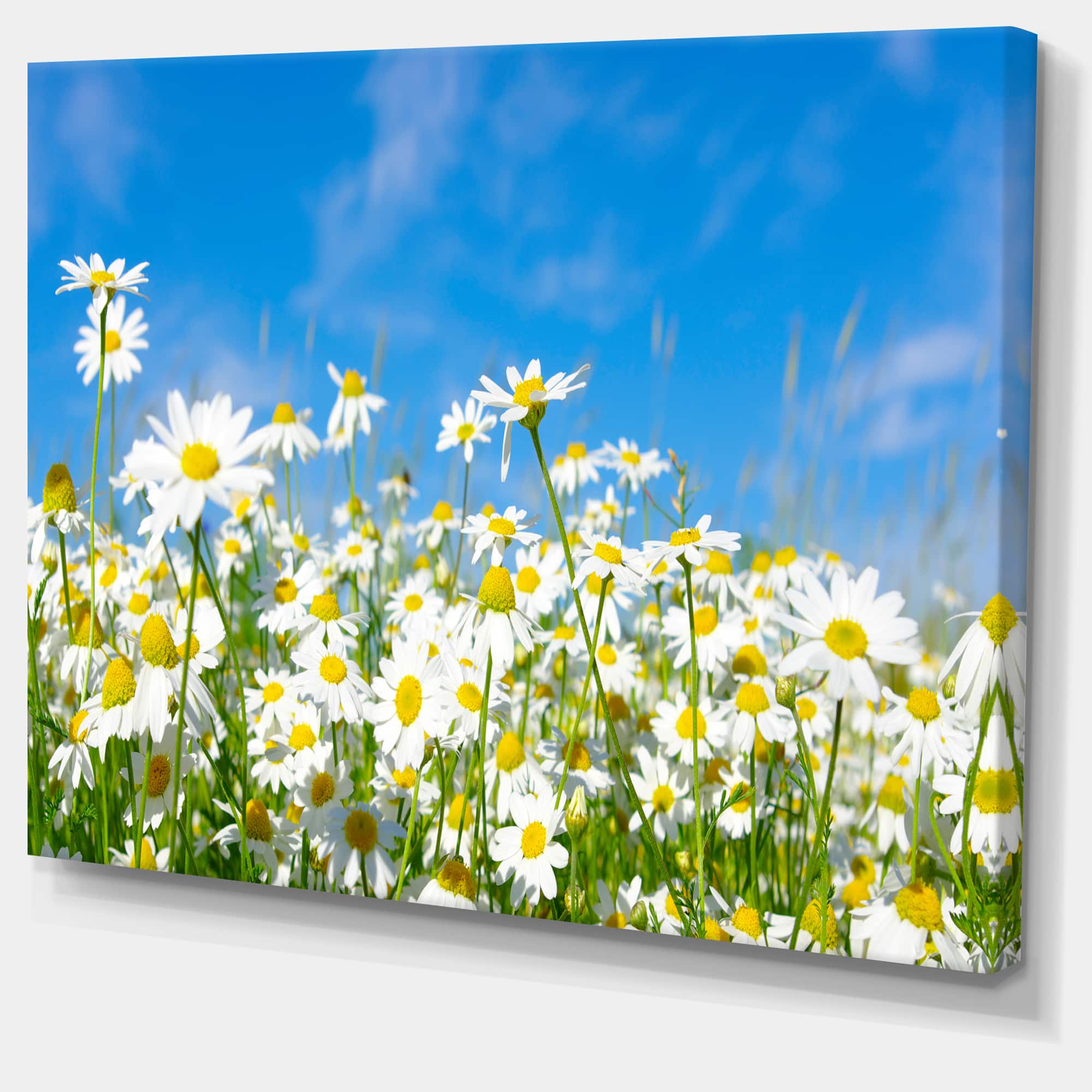 Designart - White Daisies under Bright Blue Sky - Floral Canvas Art Print