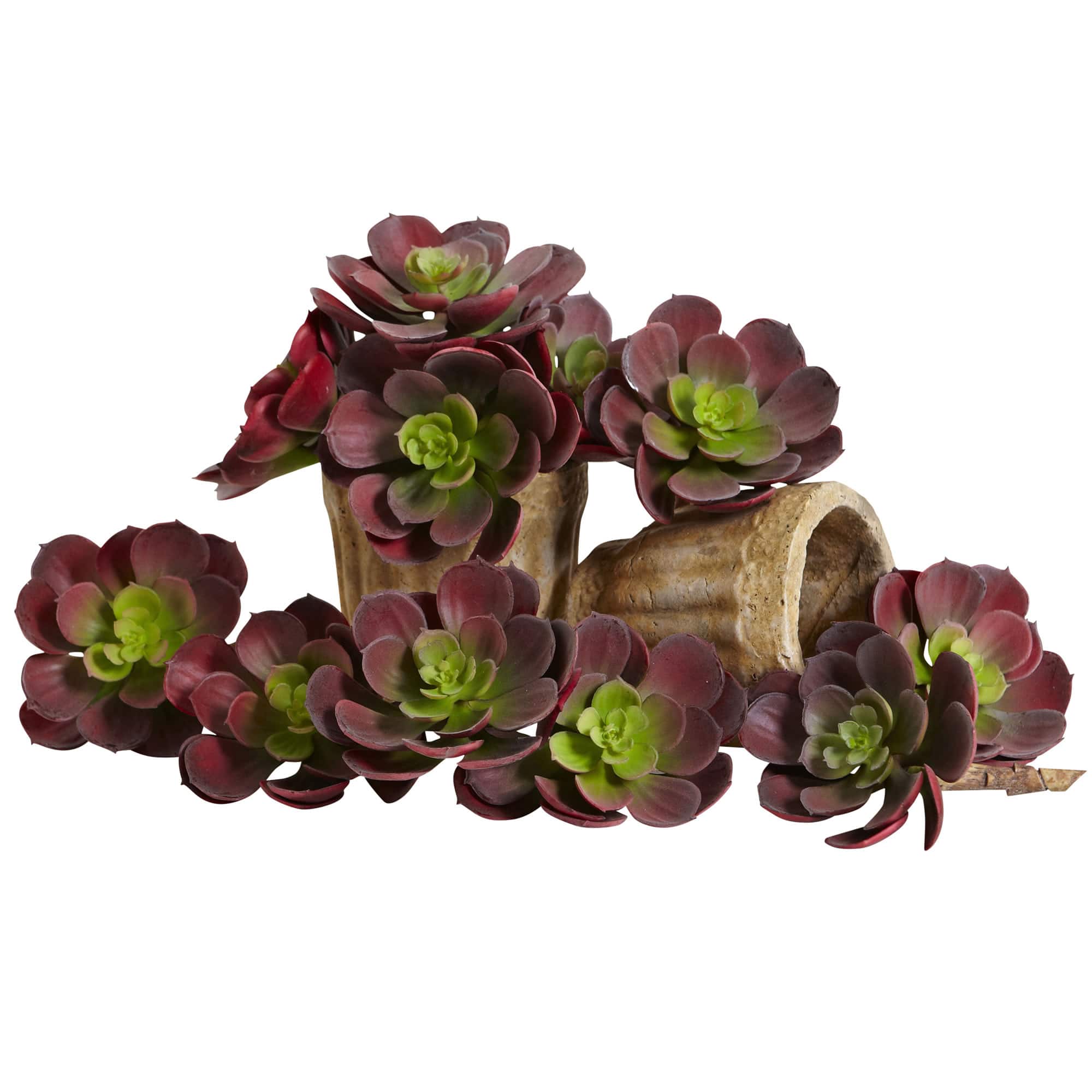 Green &#x26; Burgundy Echeveria Succulent, 12ct.