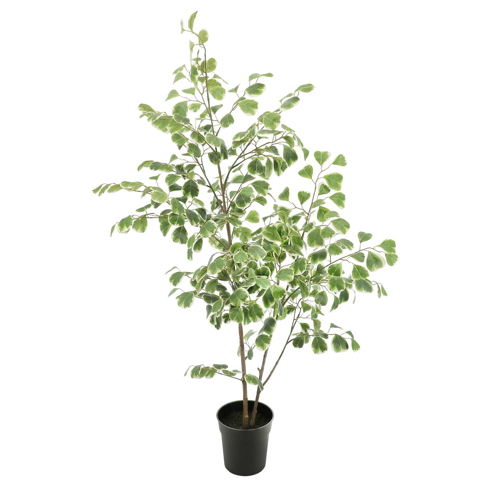 4.5ft. Potted Green Ficus Tree by Ashland&#xAE;