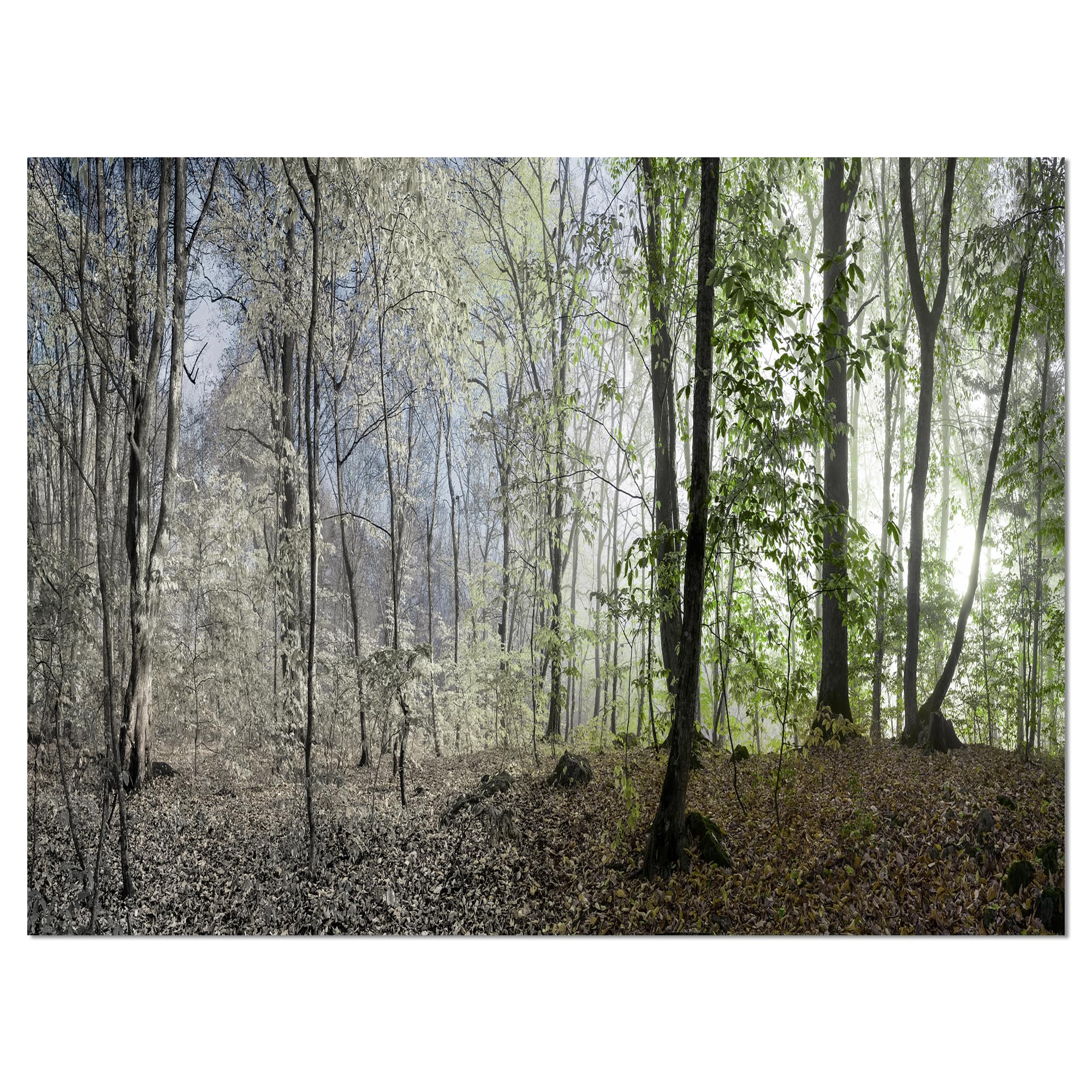 Designart - Green Morning in Forest Panorama - Landscape Canvas Art Print