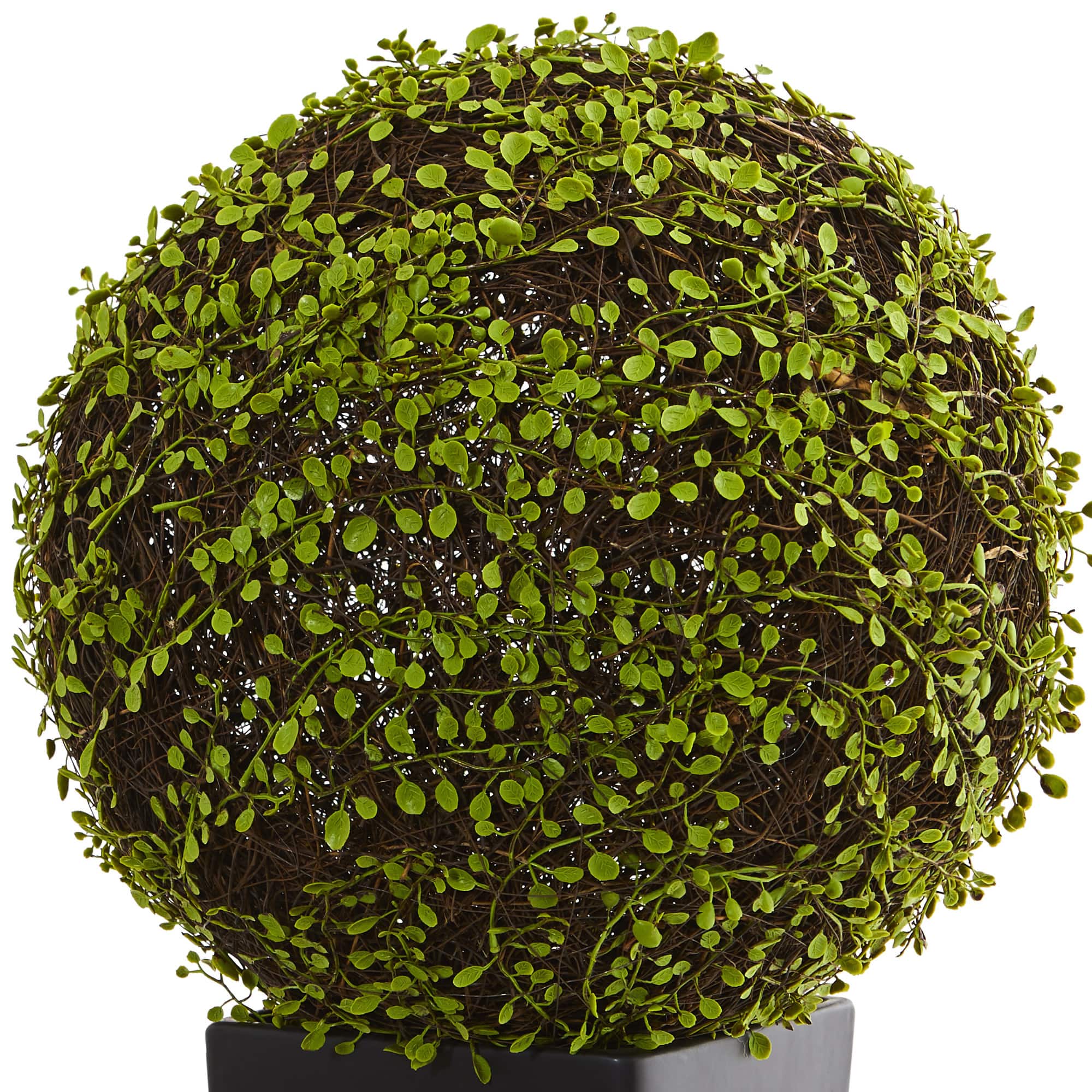 2.5ft. Mohlenbechia Ball in Black Tower Vase