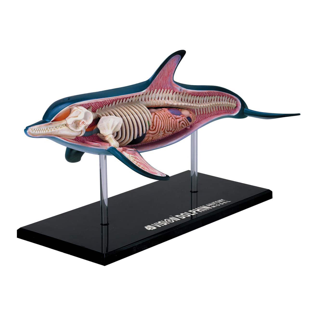 4D Vision&#x2122; Dolphin Anatomy Model