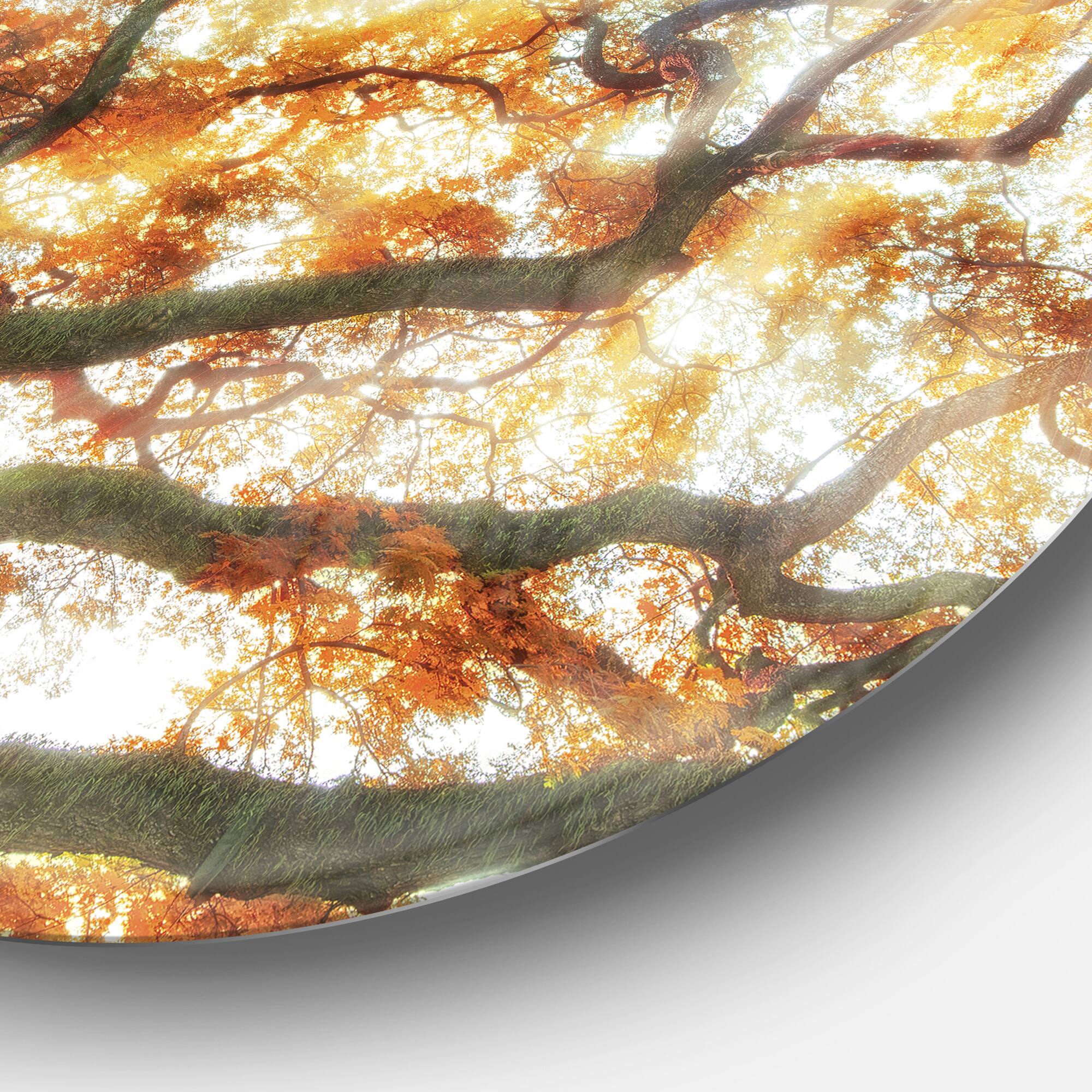 Designart - Big Tree&#x27; Photography Circle Metal Wall Art