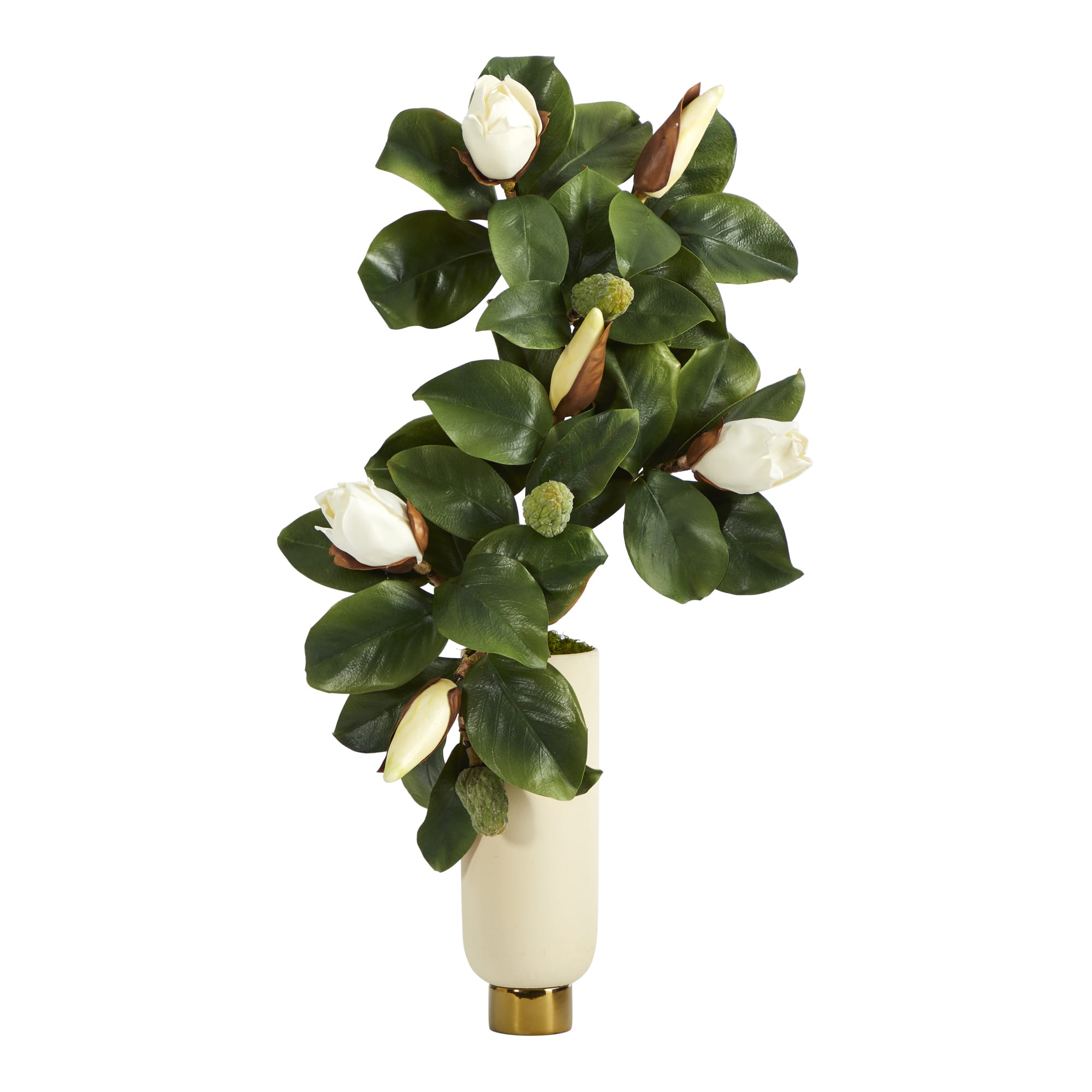 3ft. Magnolia Plant in Cream Planter with Gold Base