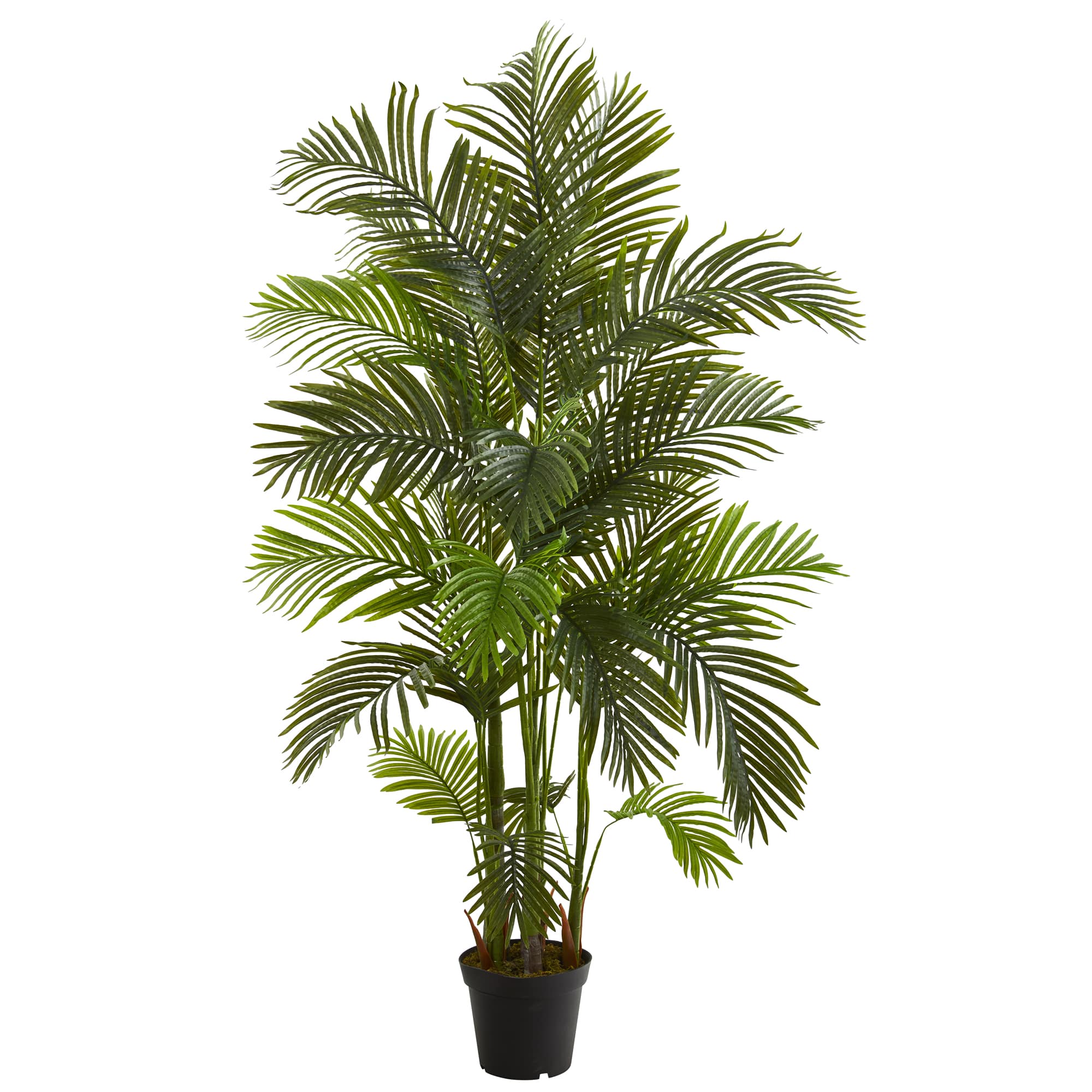 6ft. Potted Areca Palm Tree