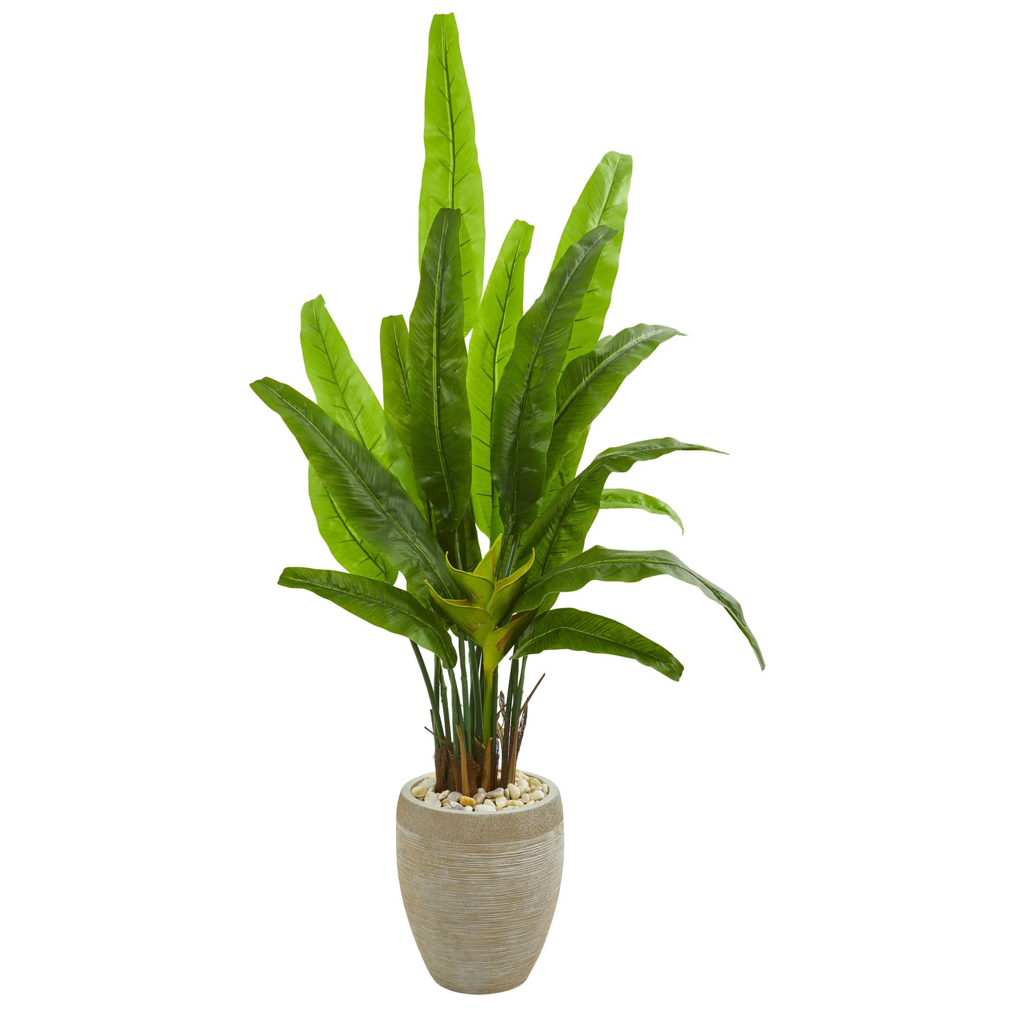 5.5ft. Travelers Palm Tree in Sand Colored Planter