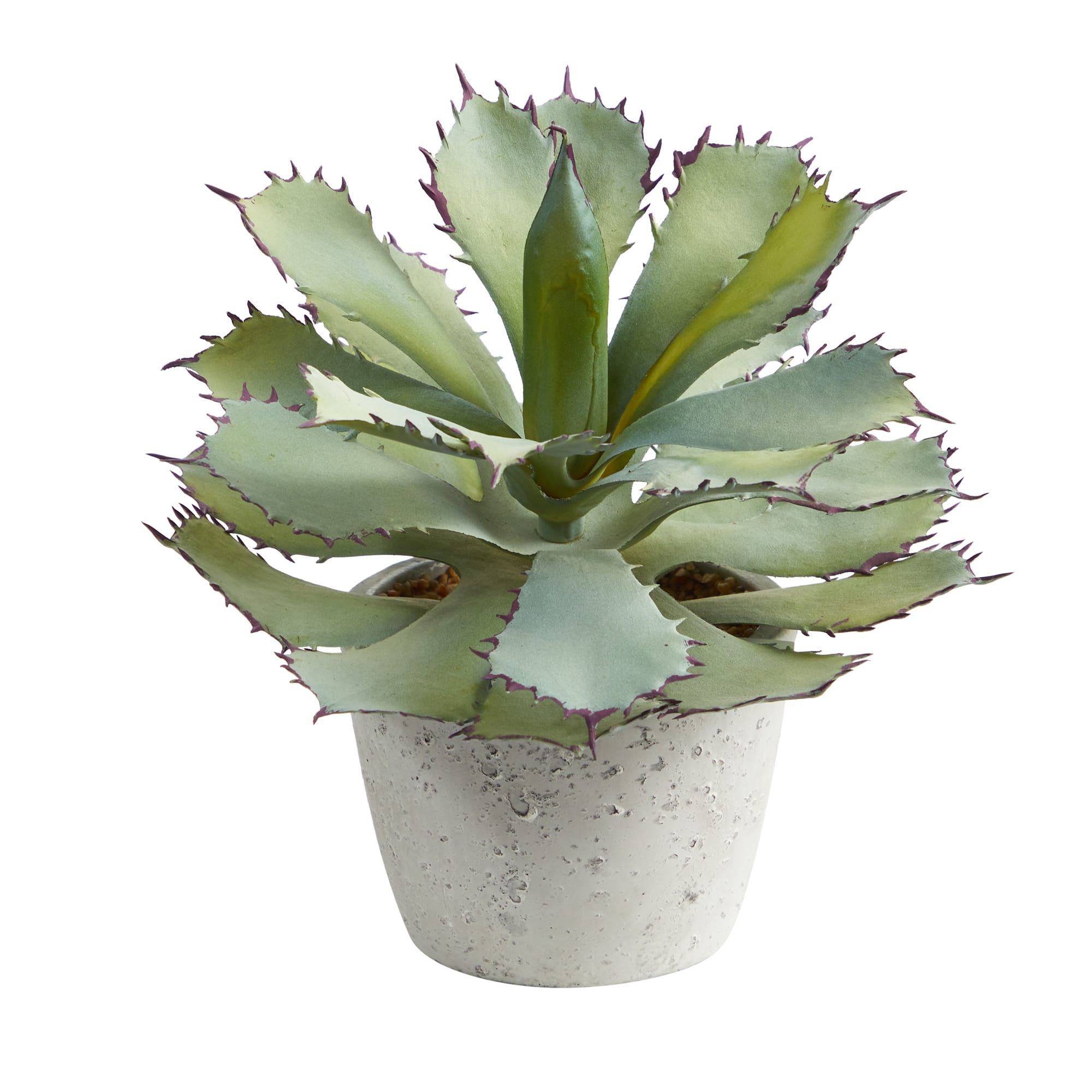 11" Potted Succulent Plant