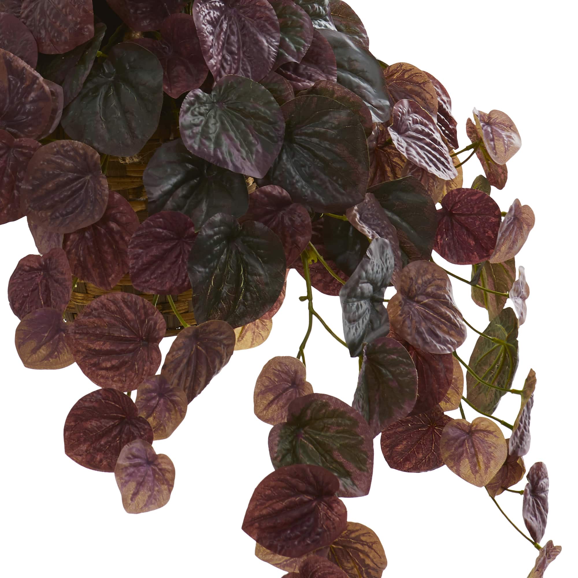 3ft. Purple Peperomia Plant in Hanging Basket