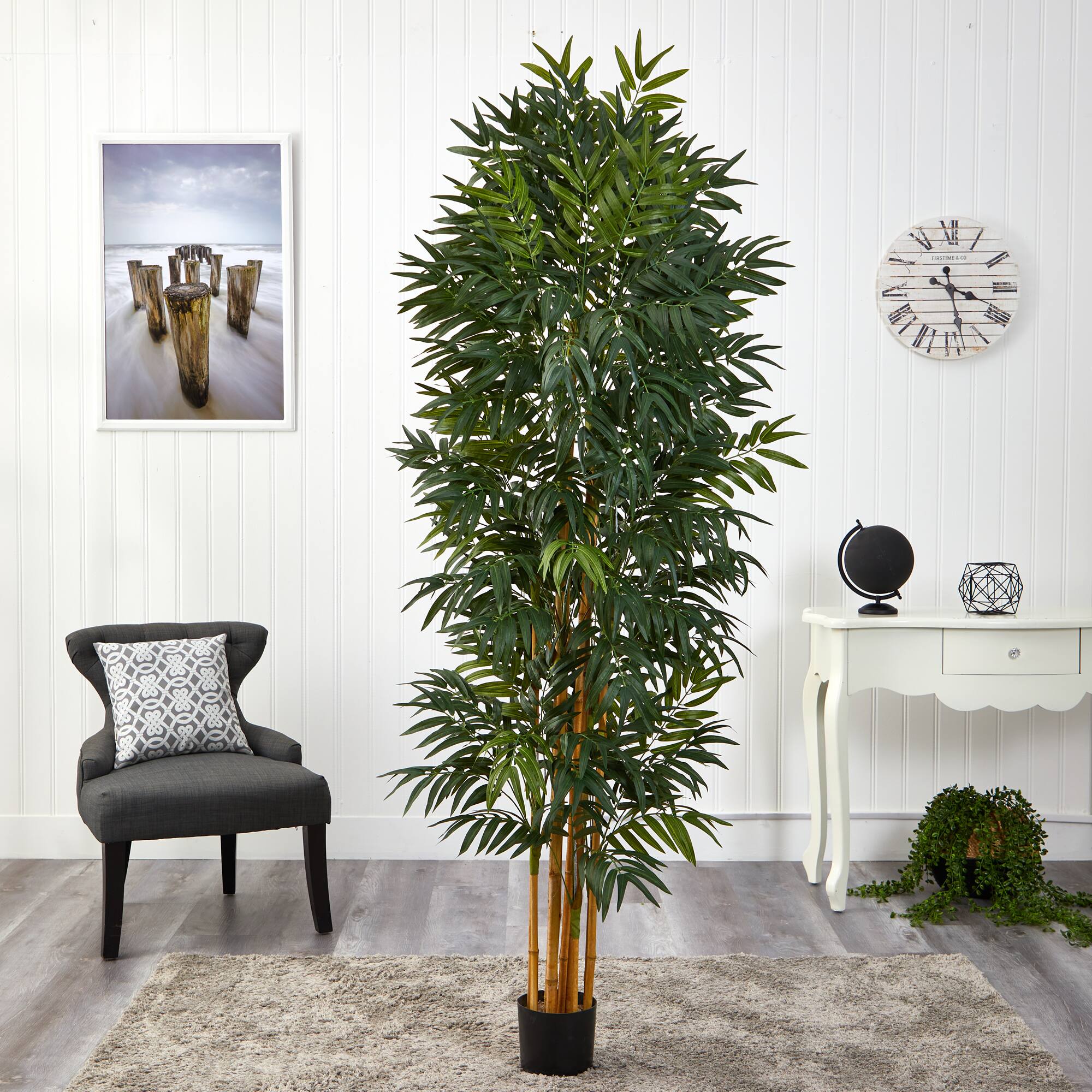 6.5ft. Phoenix Palm Tree with Natural Trunk