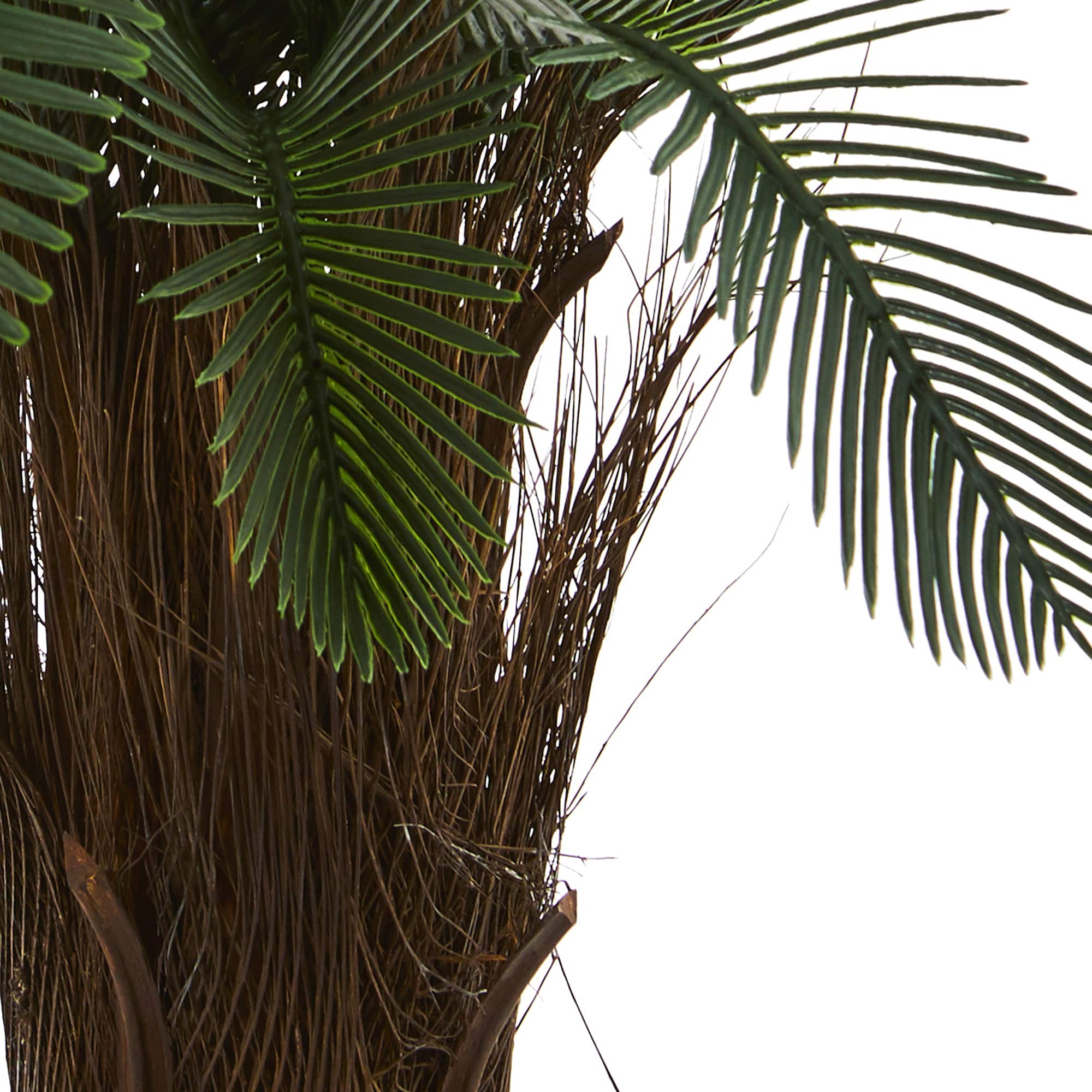 2ft. Potted Cycas Tree