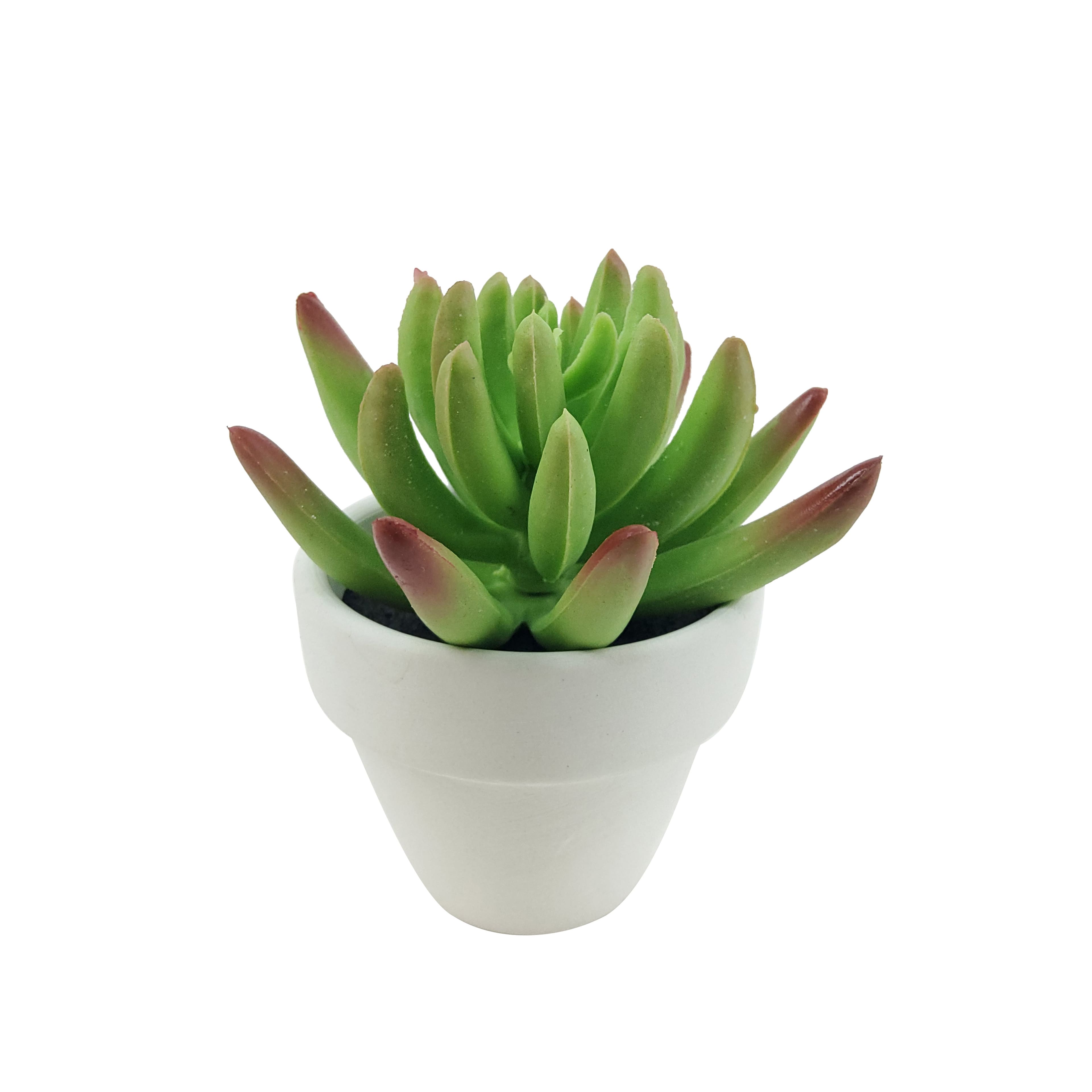 Assorted Micro Potted Succulent, 1pc. by Ashland®
