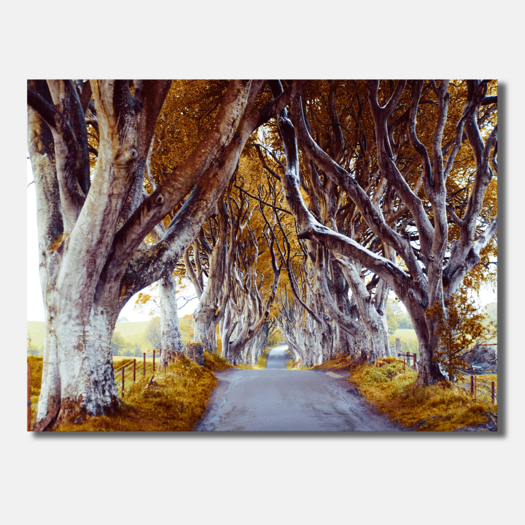 Designart - Majestic Tree Alley - Traditional Canvas Wall Art Print