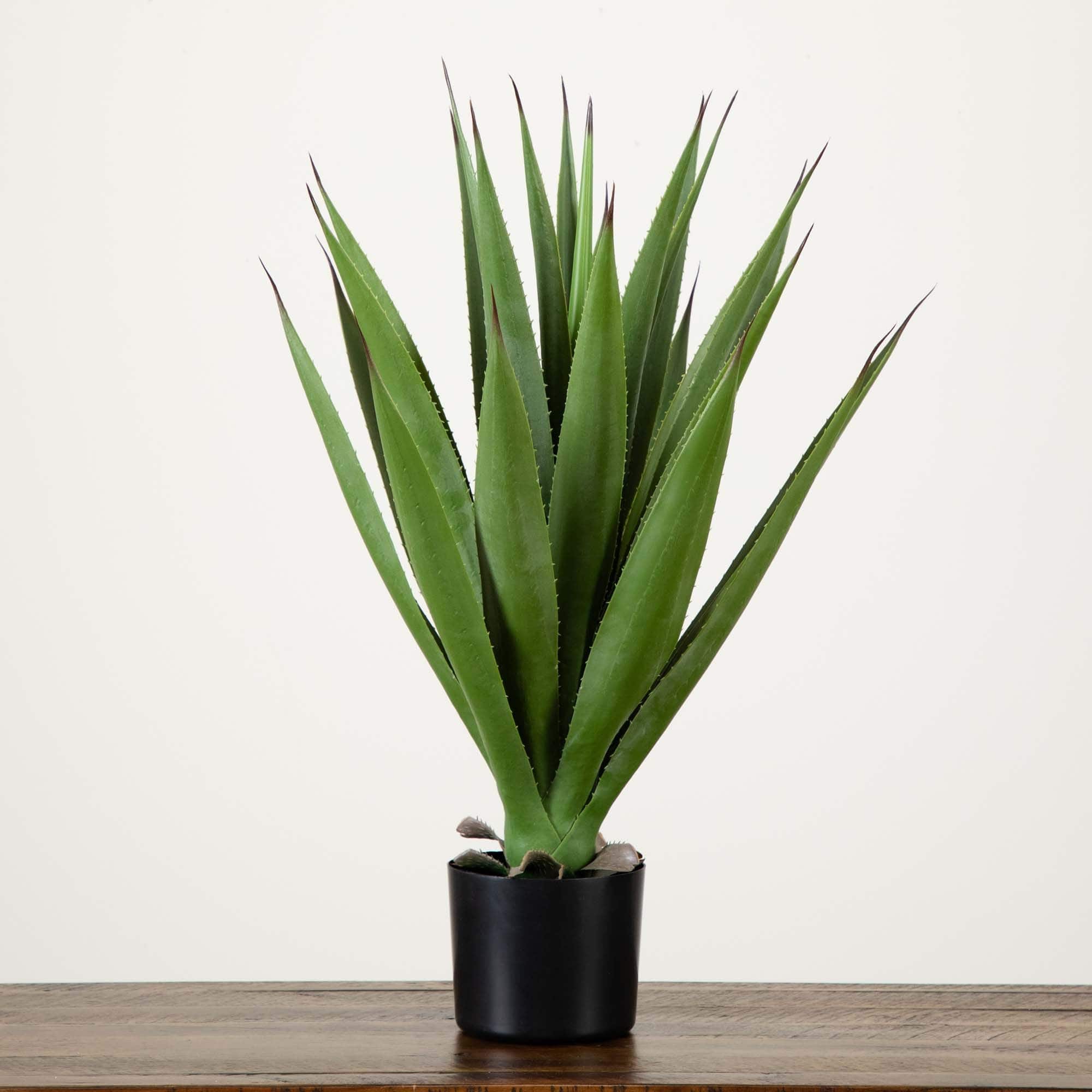 2ft. Agave Plant