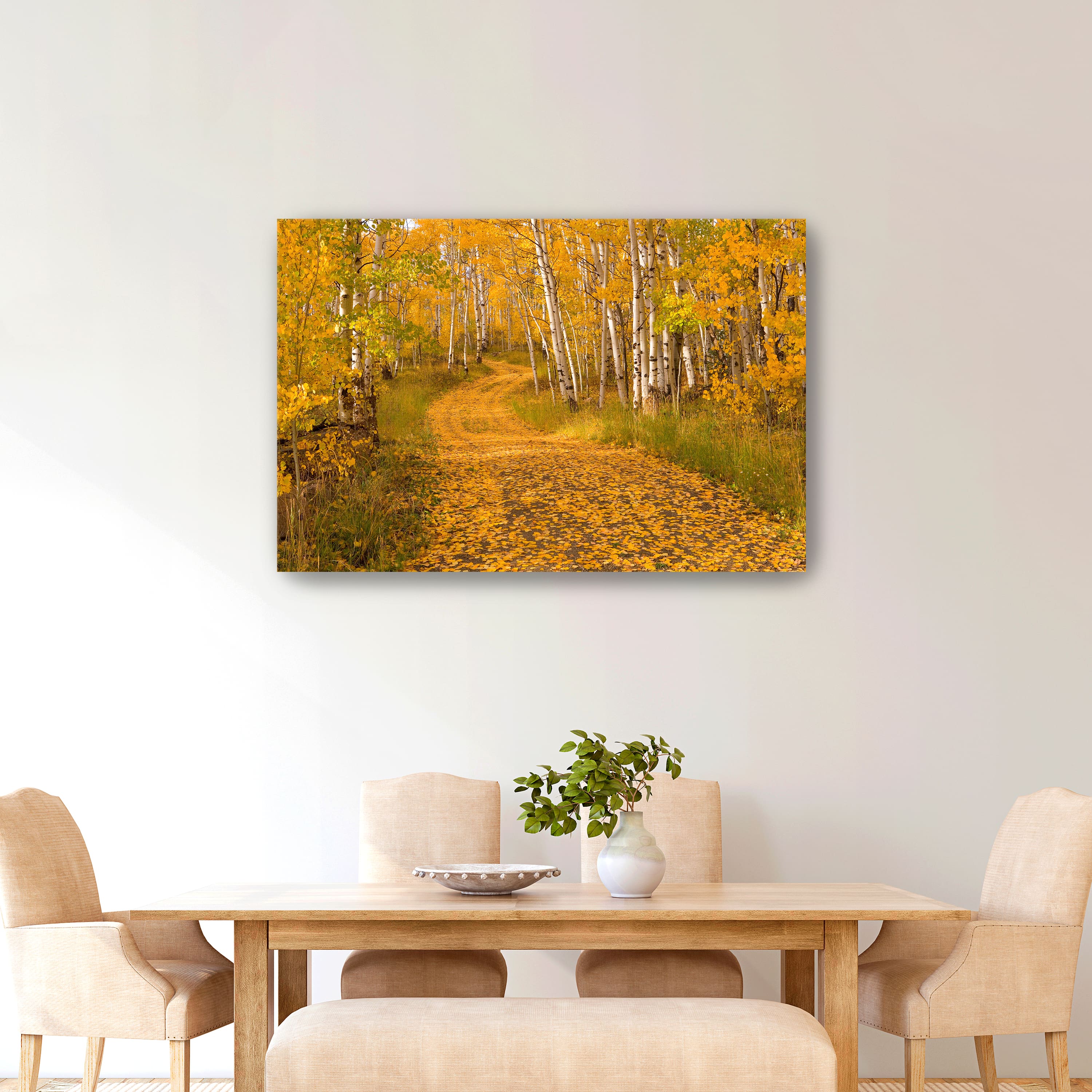 Aspen Tree Trunks Canvas Giclee