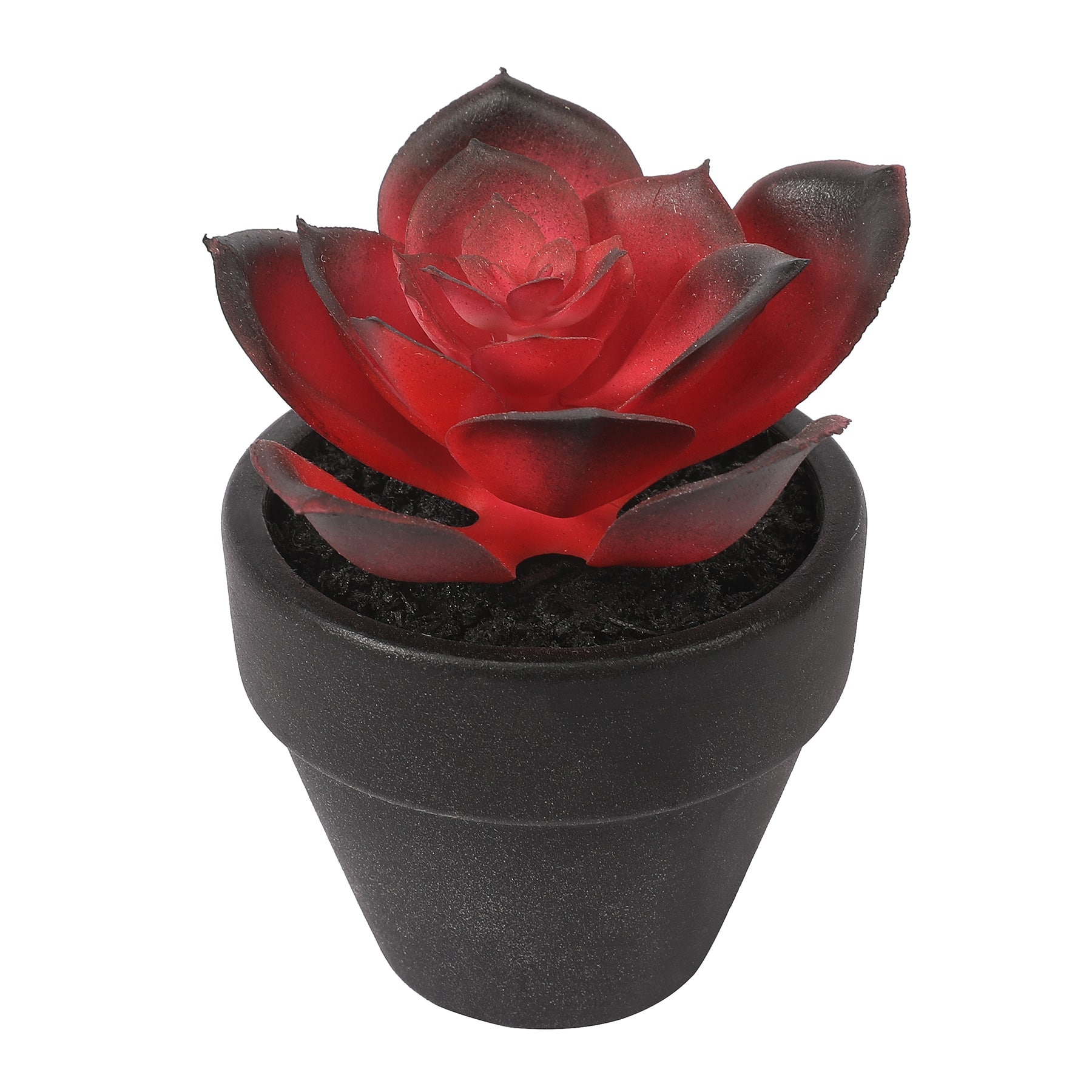 Assorted Mini Potted Succulent by Ashland&#xAE;, 1pc.