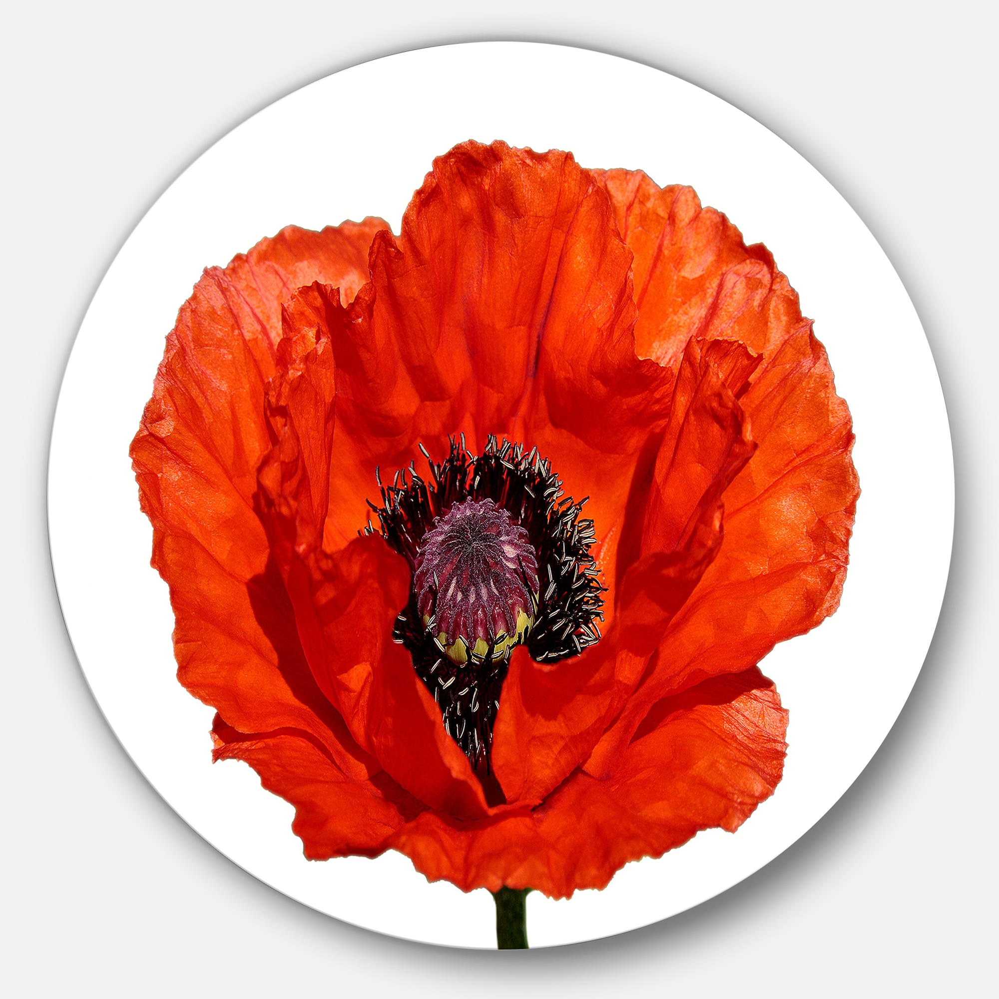 Designart - Red Poppy Blossom Close Up&#x27; Floral Metal Circle Wall Art