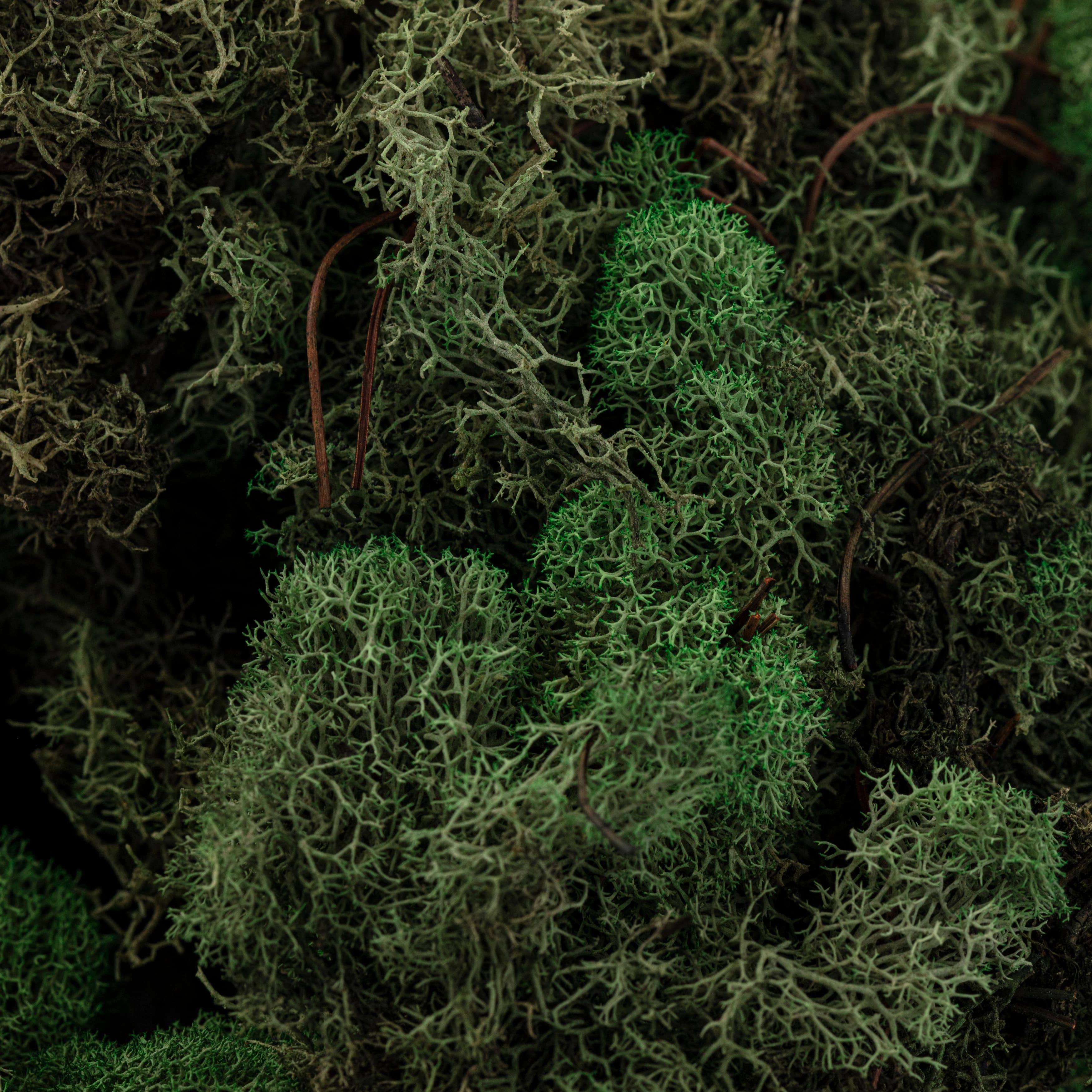 12 Pack: Basil Green Reindeer Moss by Ashland&#xAE;