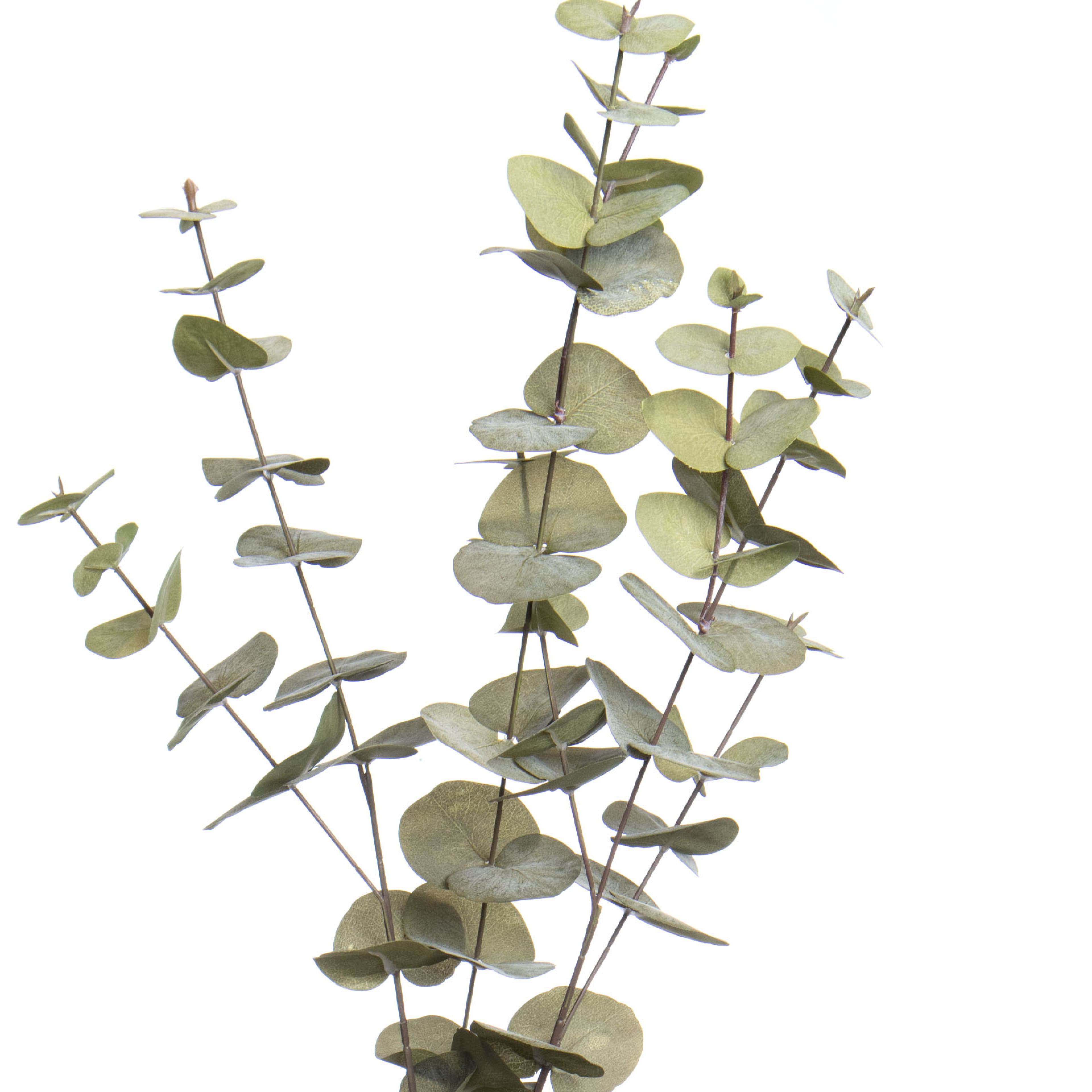 38&#x22; Light Green Eucalyptus Stem by Ashland&#xAE; Fall